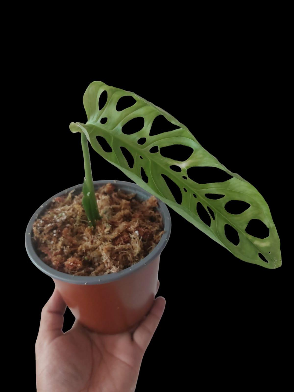 Monstera Esqueleto Peru form