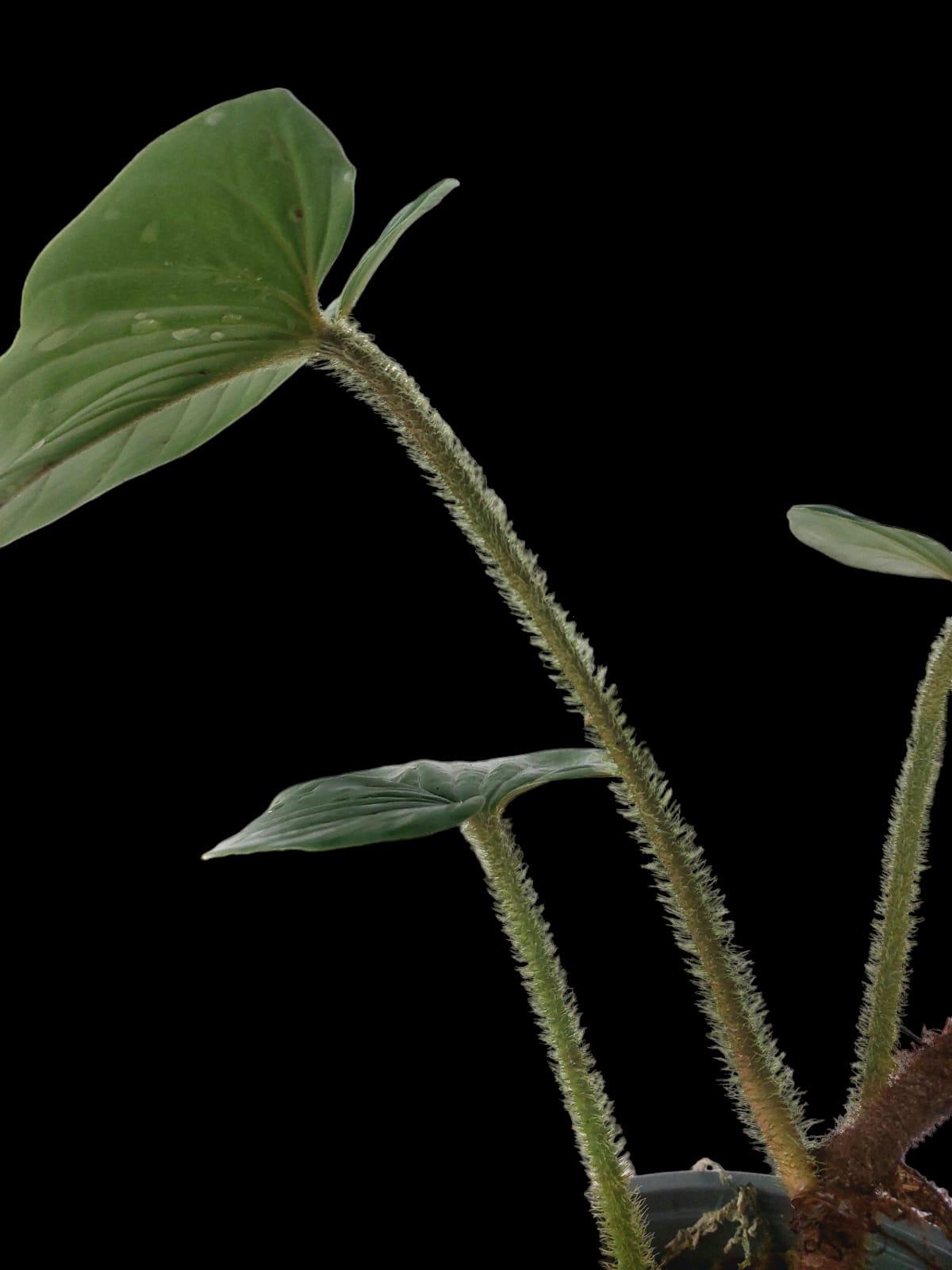 Philodendron serpens