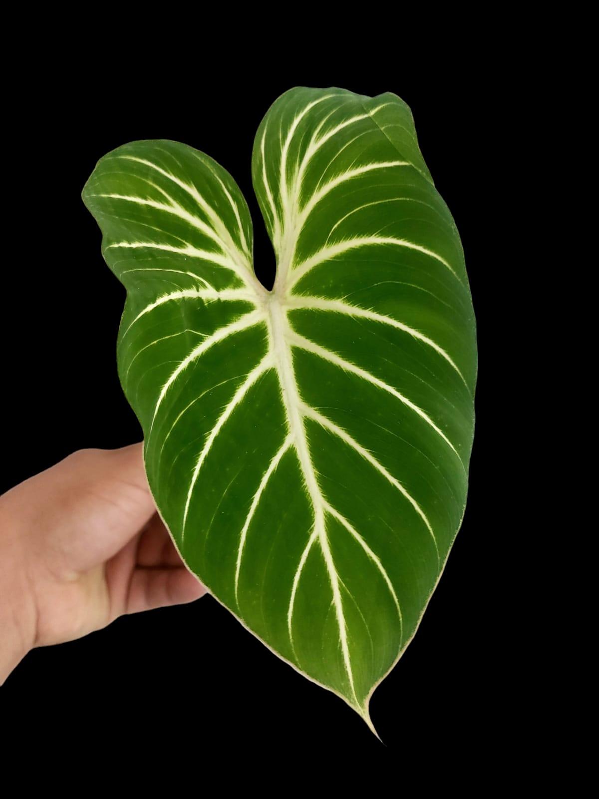 Philodendron Gloriosum Zebra