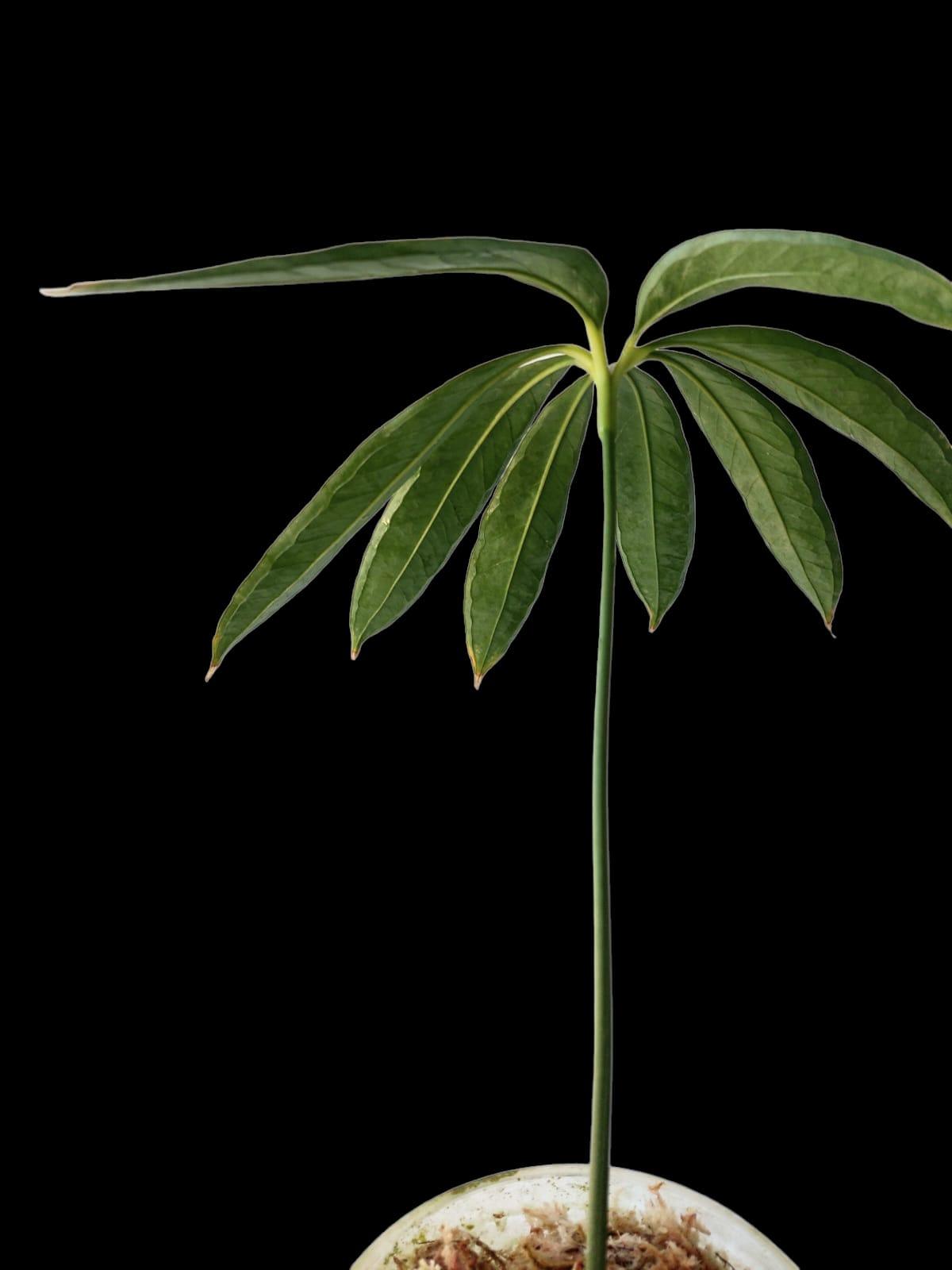 Anthurium Croatii Peru Form Wild Specie