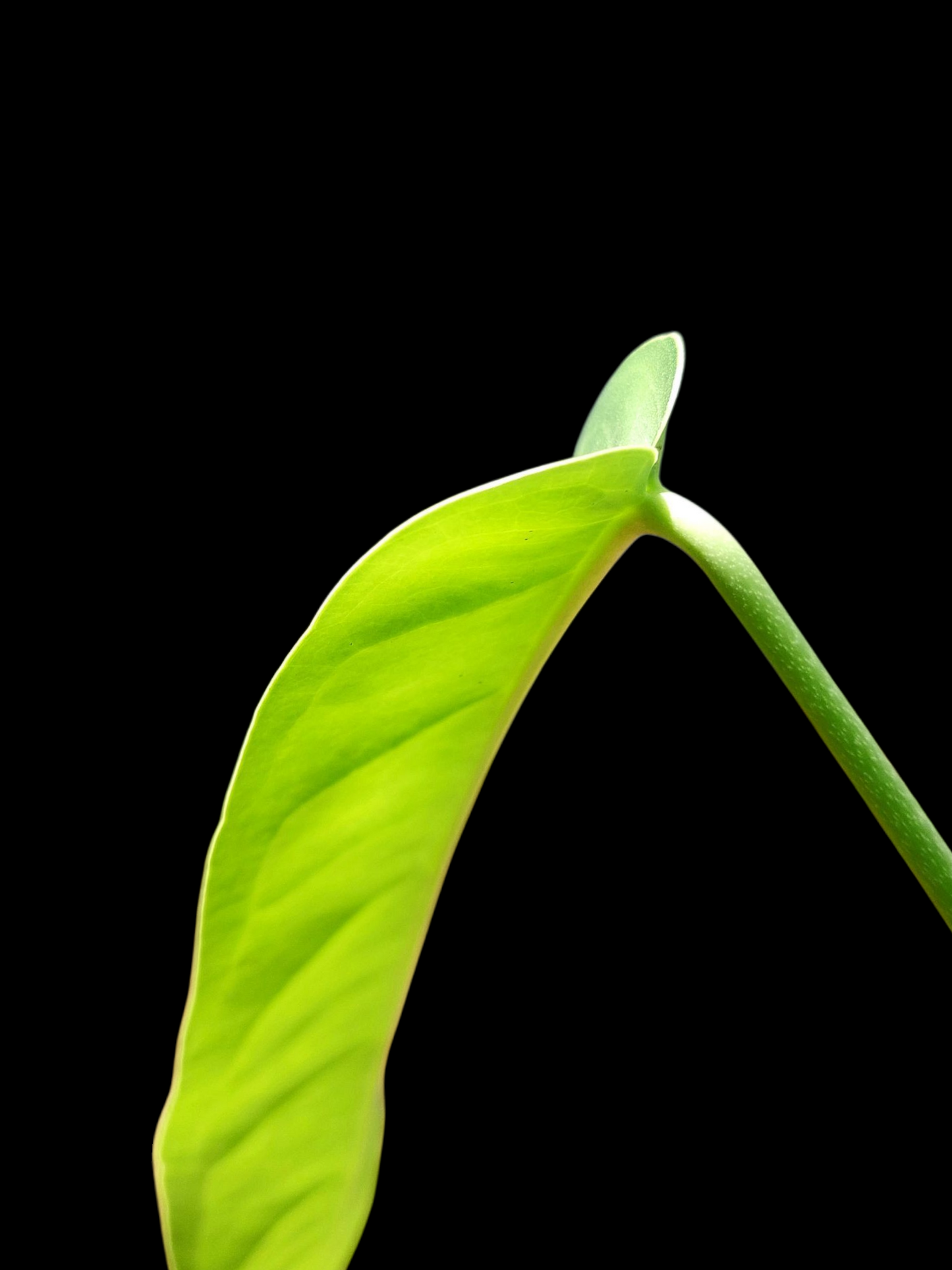 Anthurium Pendulifolium Peru Wild Ecotype (EXACT PLANT)