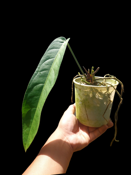 Anthurium Pendulifolium Peru Wild Ecotype (EXACT PLANT)