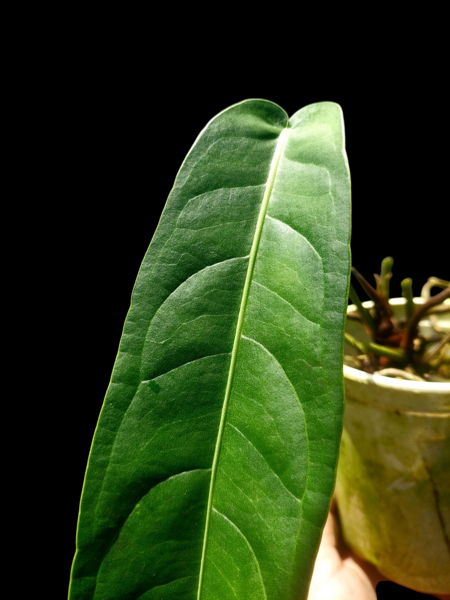 Anthurium Pendulifolium Peru Wild Ecotype (EXACT PLANT)