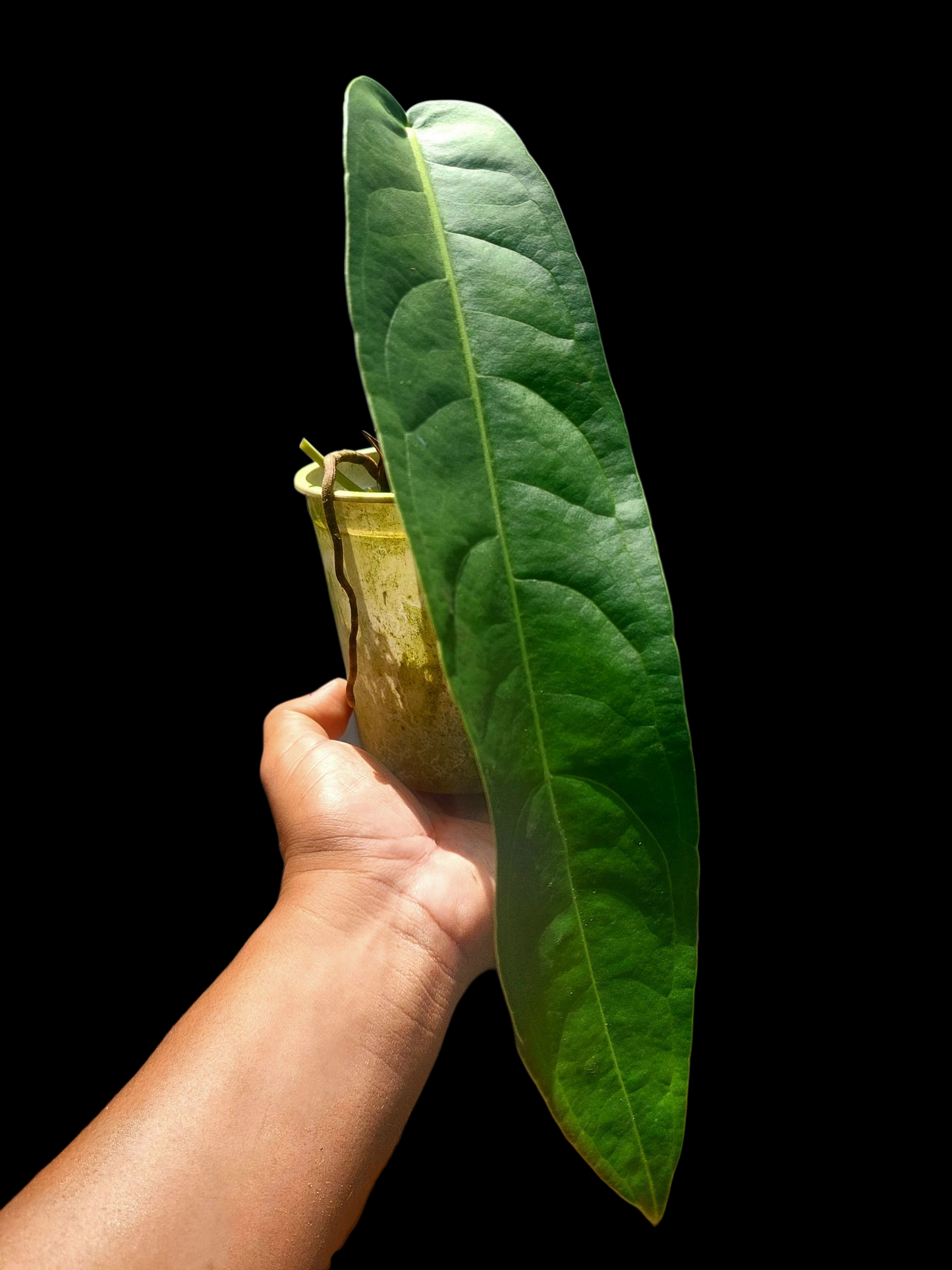Anthurium Pendulifolium Peru Wild Ecotype (EXACT PLANT)