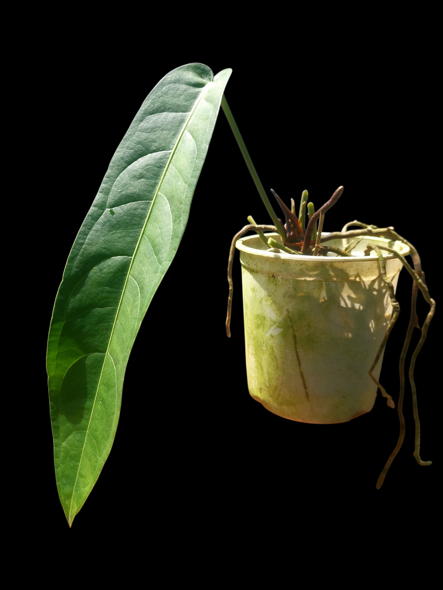 Anthurium Pendulifolium Peru Wild Ecotype (EXACT PLANT)