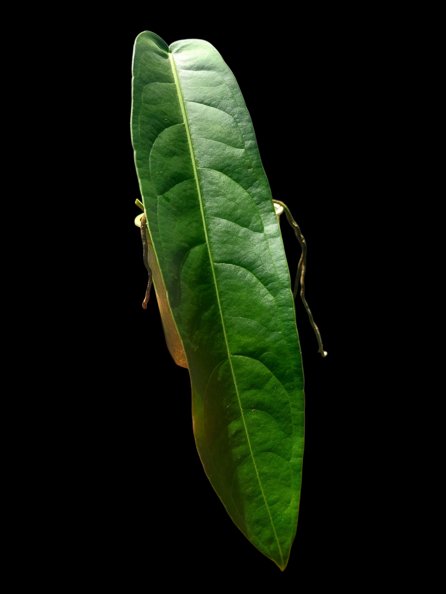 Anthurium Pendulifolium Peru Wild Ecotype (EXACT PLANT)