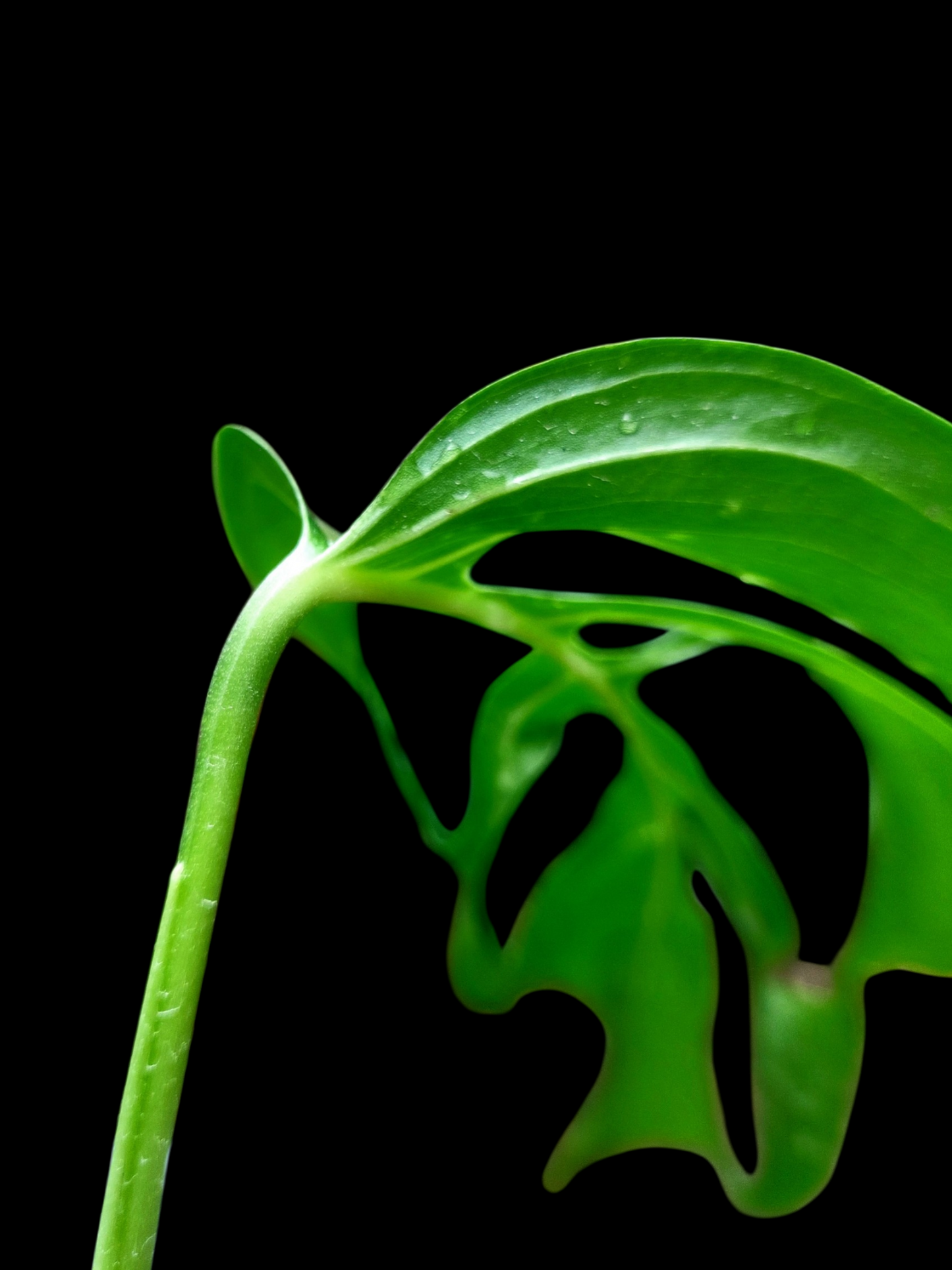 Monstera sp. 'Gracilis Loreto' (EXACT PLANT)