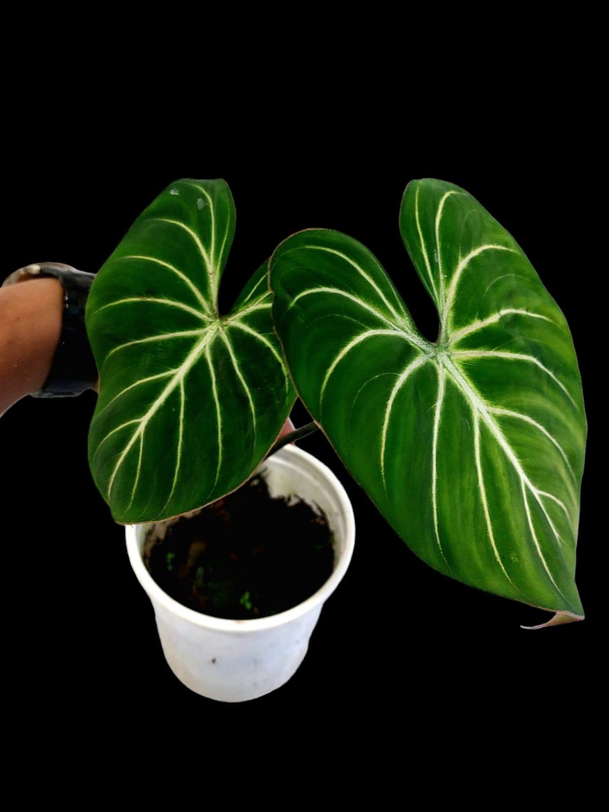 Philodendron Gloriosum