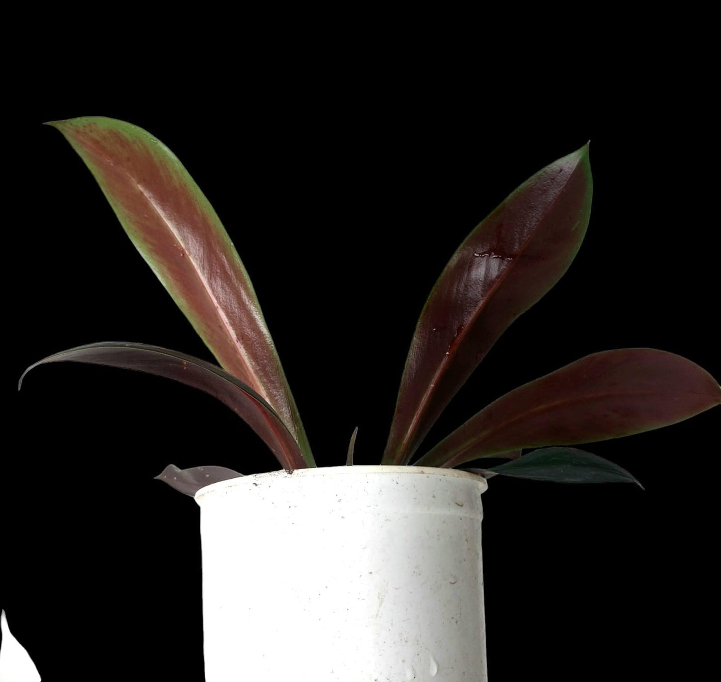 Philodendron Linnaei