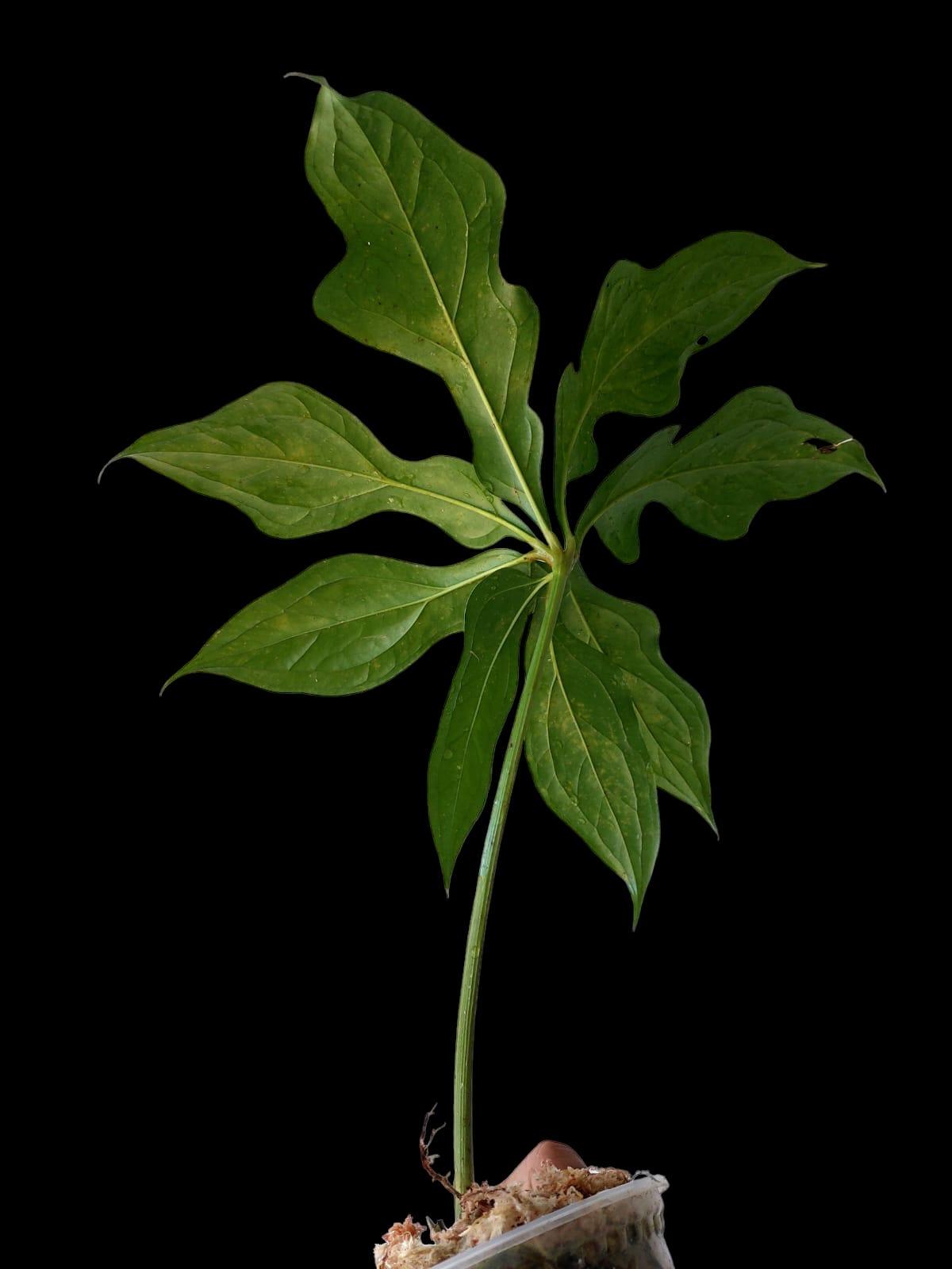 Anthurium Clavigerum