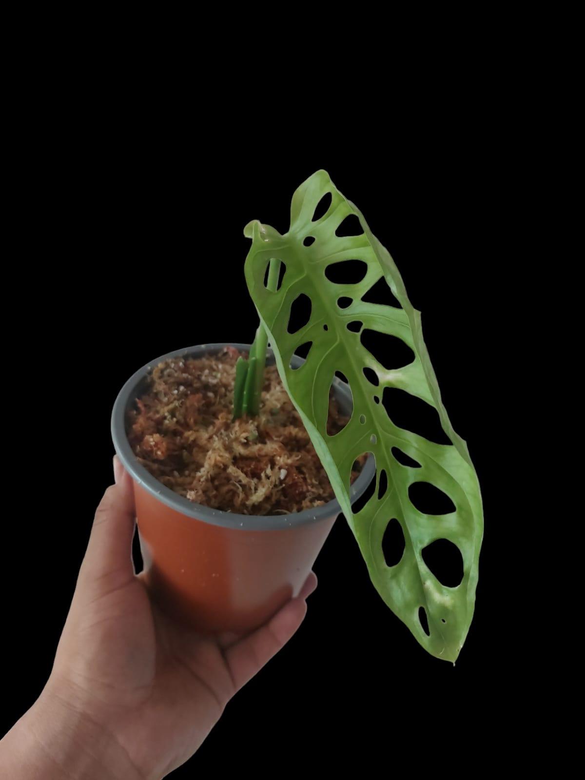 Monstera Esqueleto Peru form