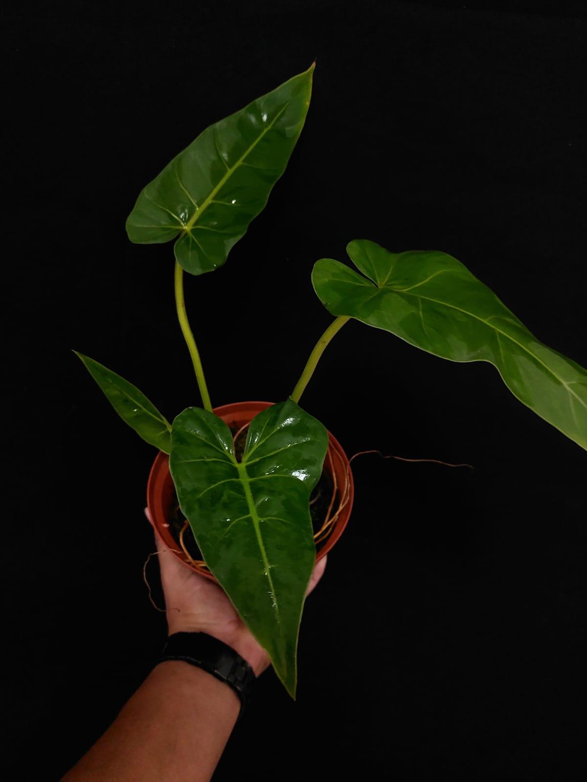 Philodendron Maximum