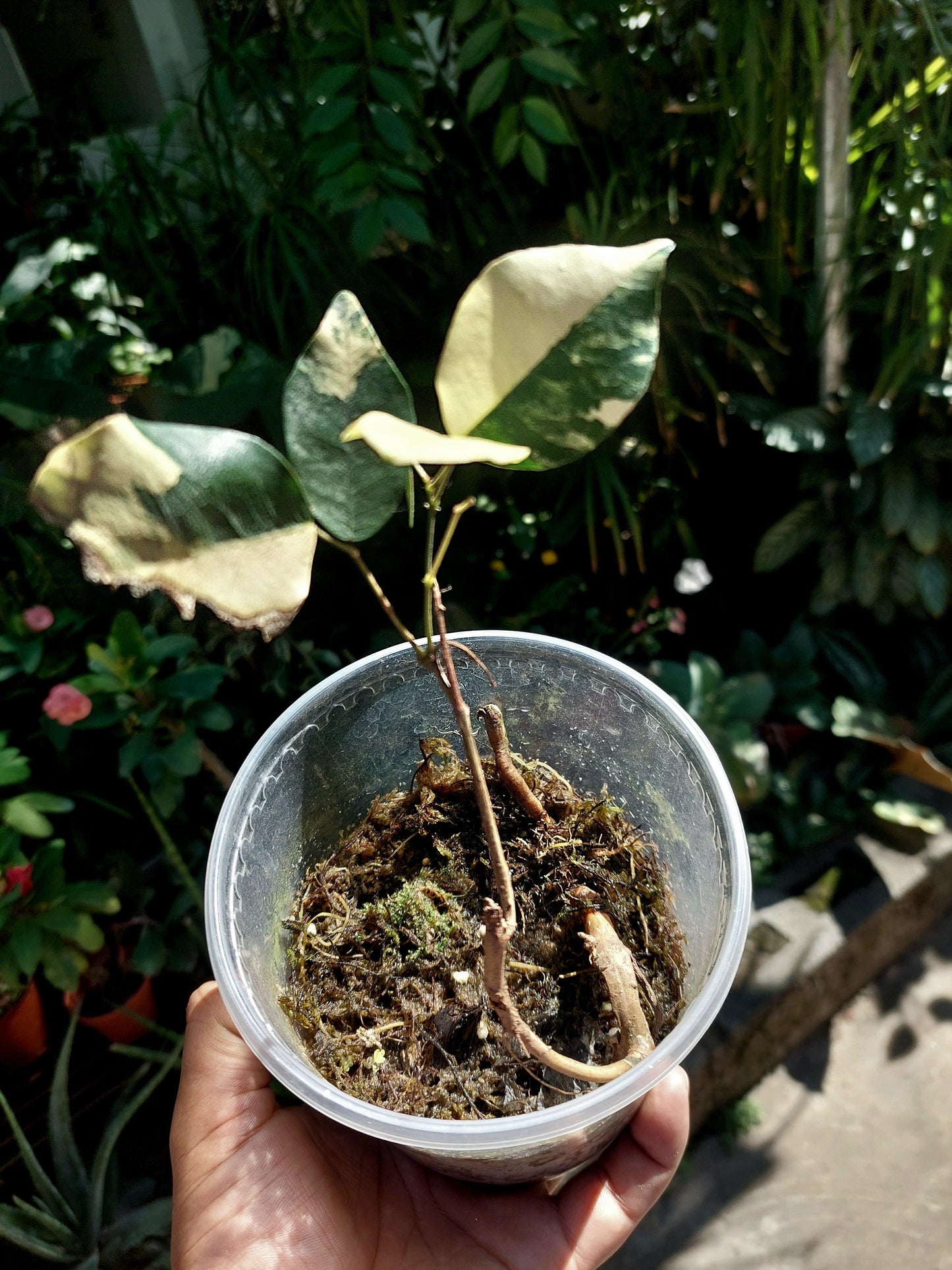 Variegated Wild Ecotype - Amazon Plants Peru NO ID 001 (EXACT PLANT)