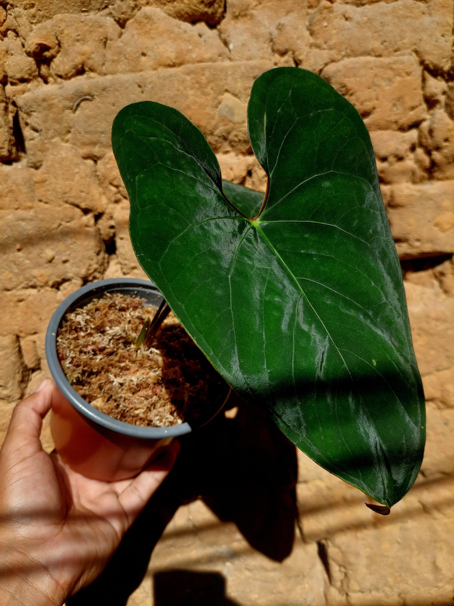 Anthurium sp. 'Huanuco Dark Velvet' with 2 Leaves (EXACT PLANT)