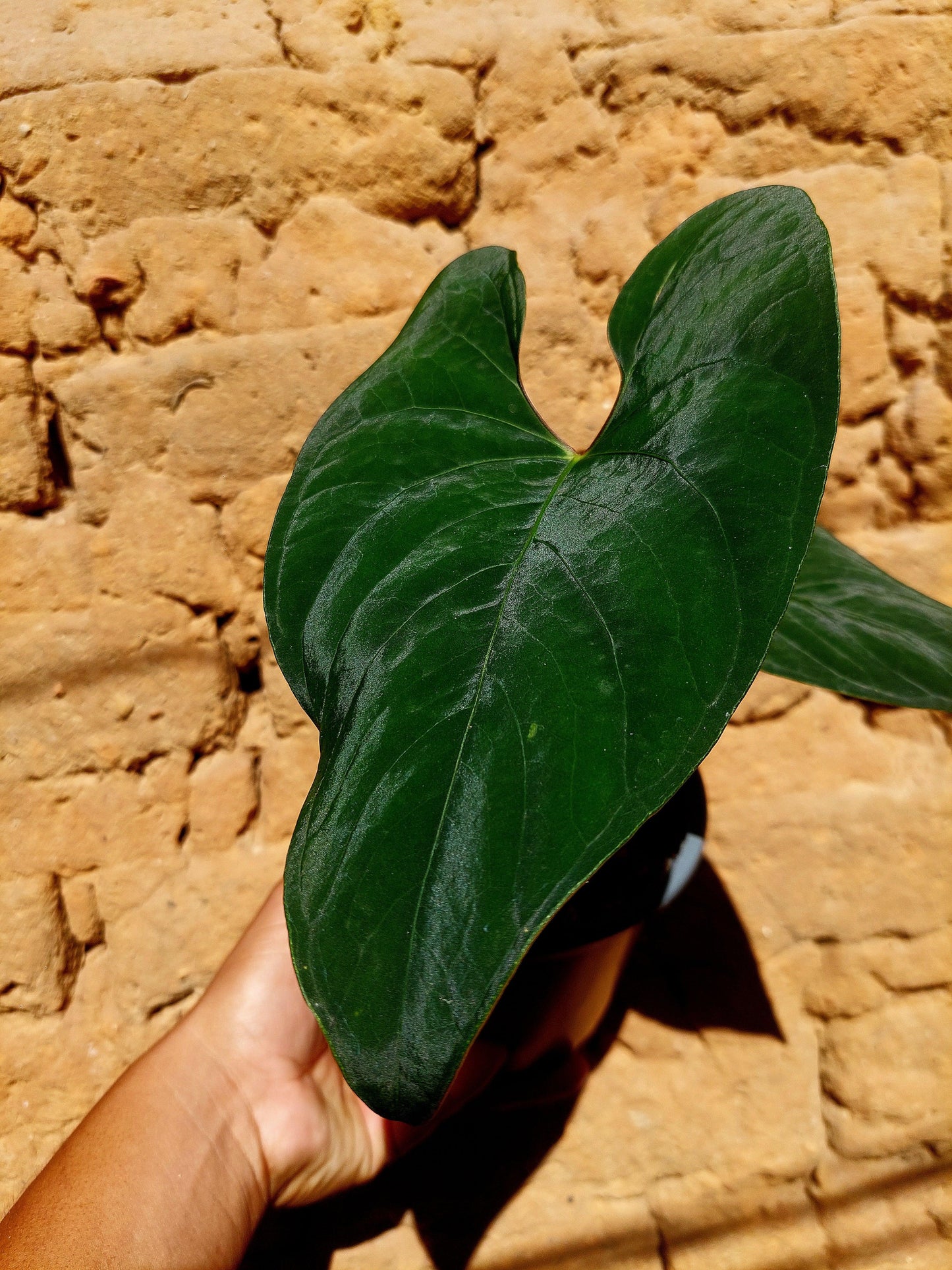 Anthurium sp. 'Huanuco Dark Velvet' with 2 Leaves (EXACT PLANT)