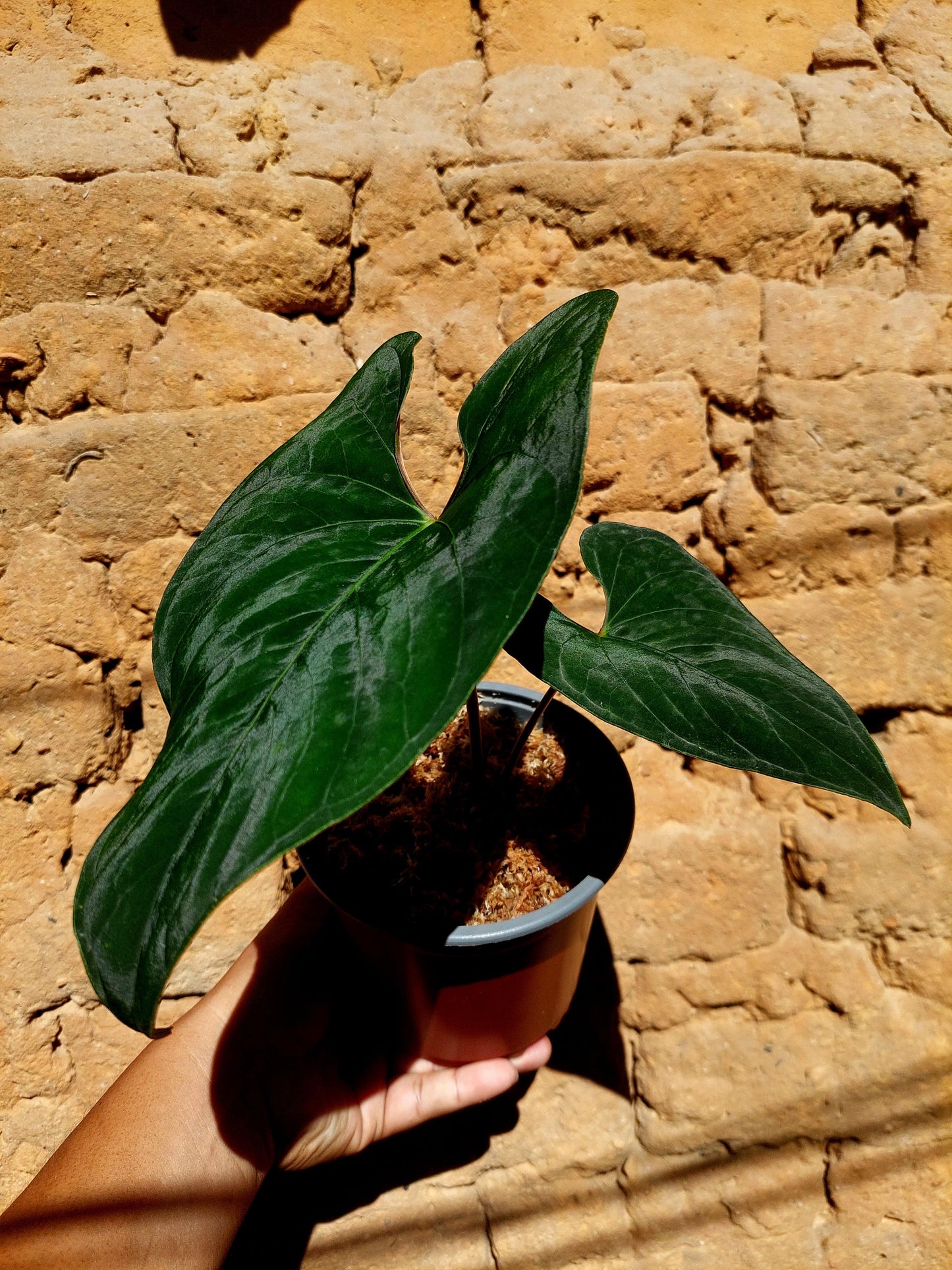 Anthurium sp. 'Huanuco Dark Velvet' with 2 Leaves (EXACT PLANT)