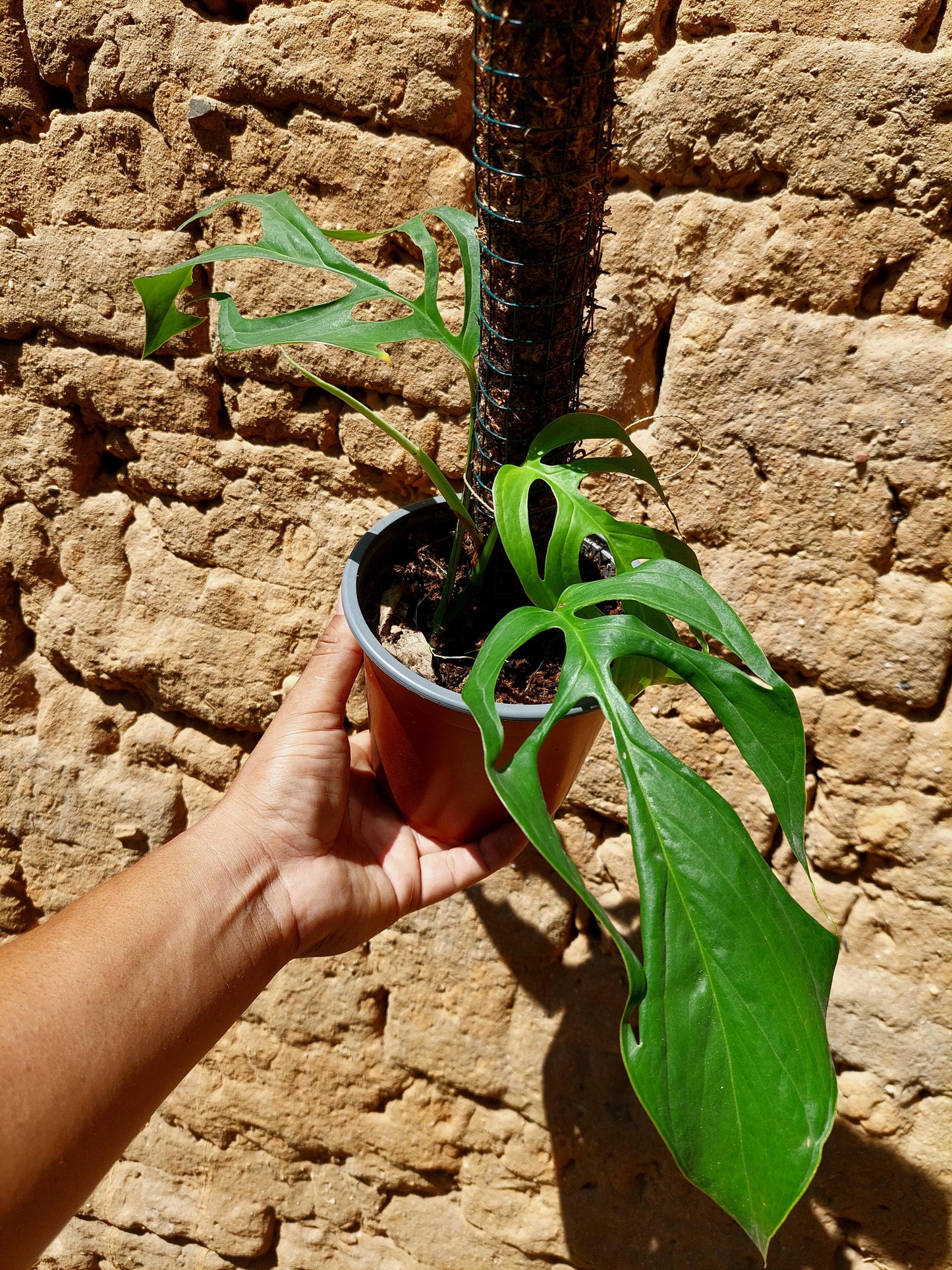 Monstera Filamentous Peru Wild Ecoype (EXACT PLANT)