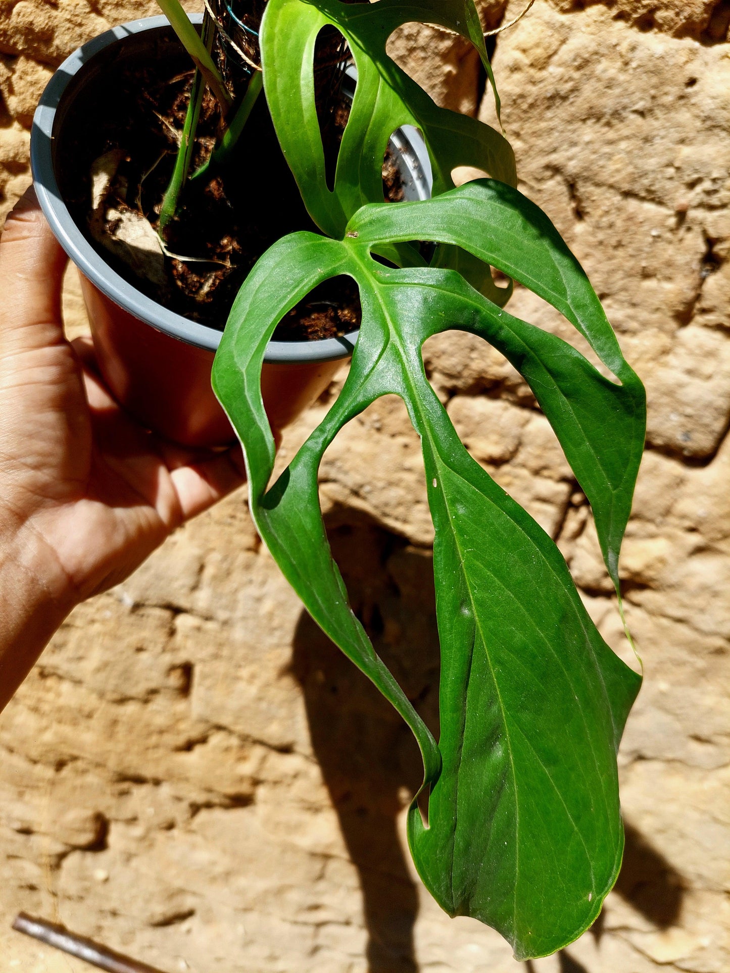 Monstera Filamentous Peru Wild Ecoype (EXACT PLANT)