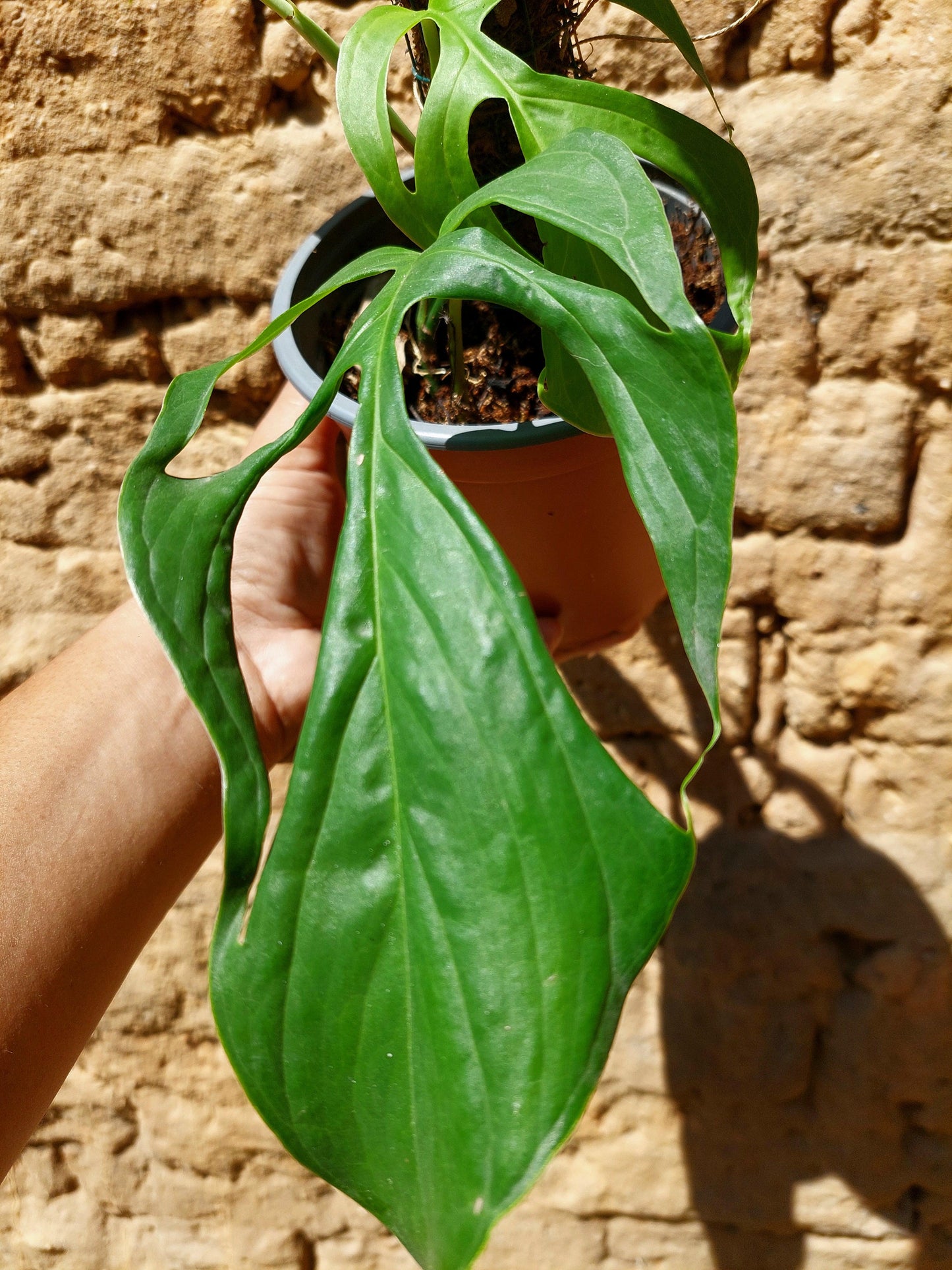 Monstera Filamentous Peru Wild Ecoype (EXACT PLANT)