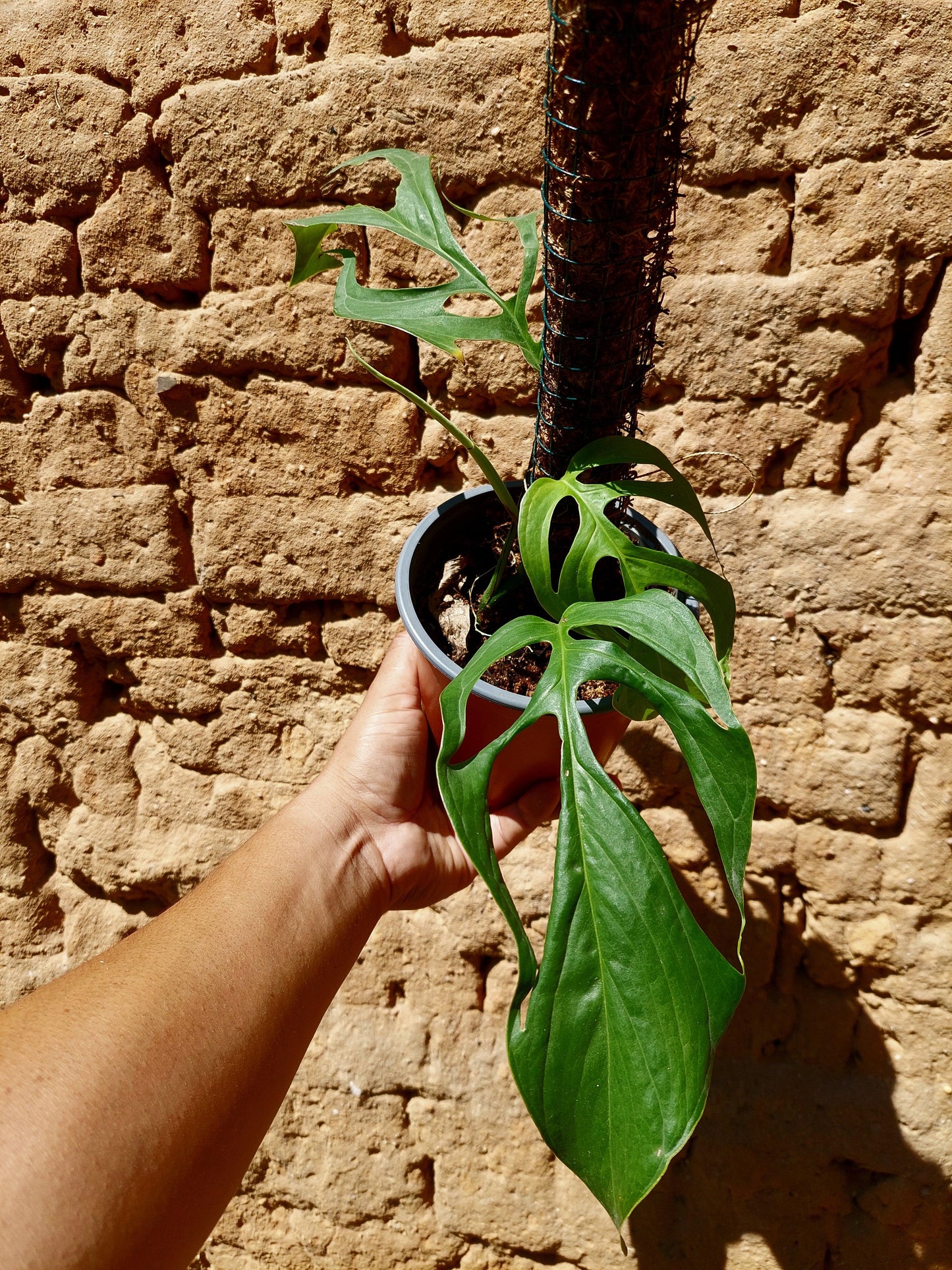 Monstera Filamentous Peru Wild Ecoype (EXACT PLANT)