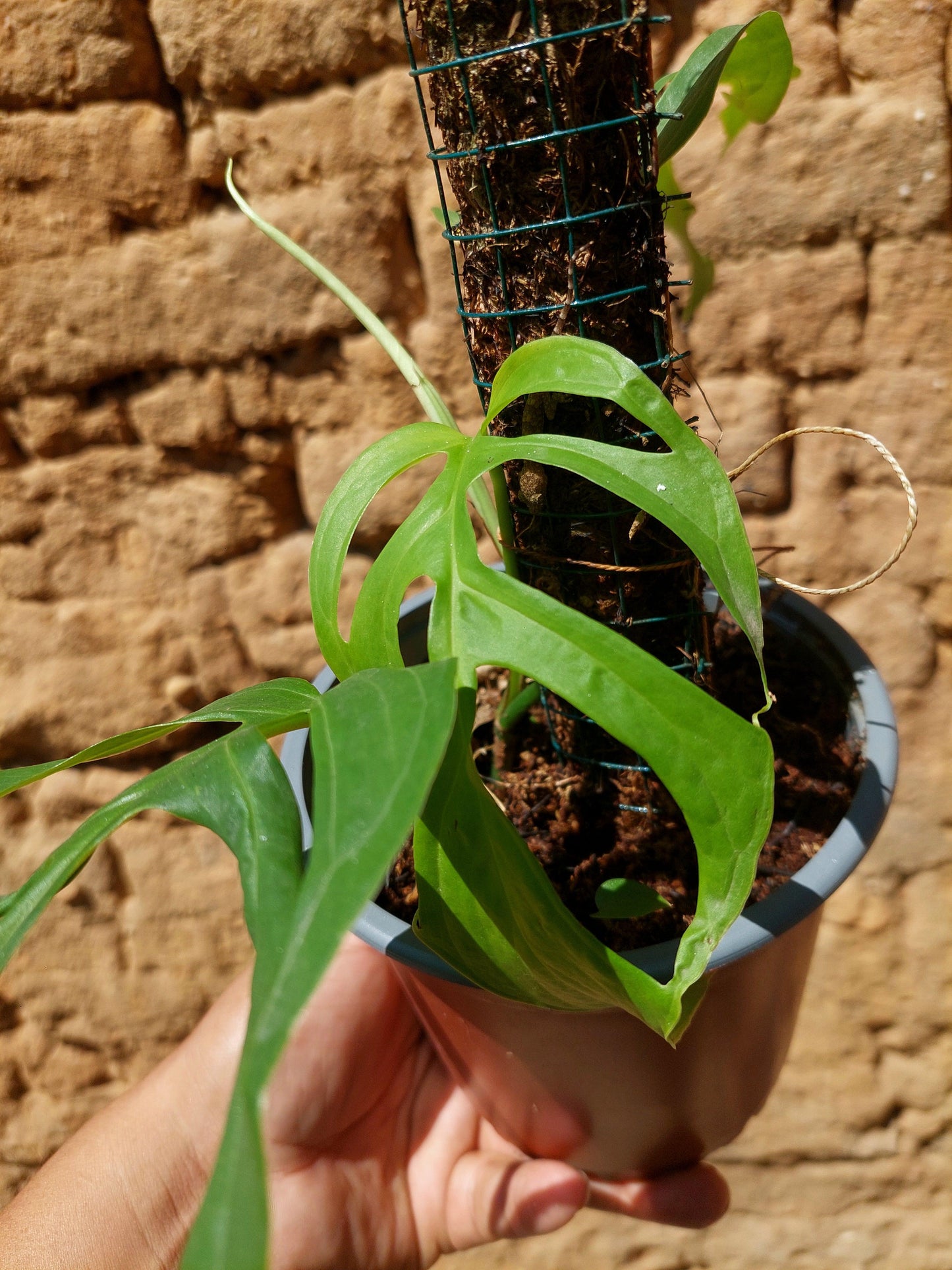 Monstera Filamentous Peru Wild Ecoype (EXACT PLANT)