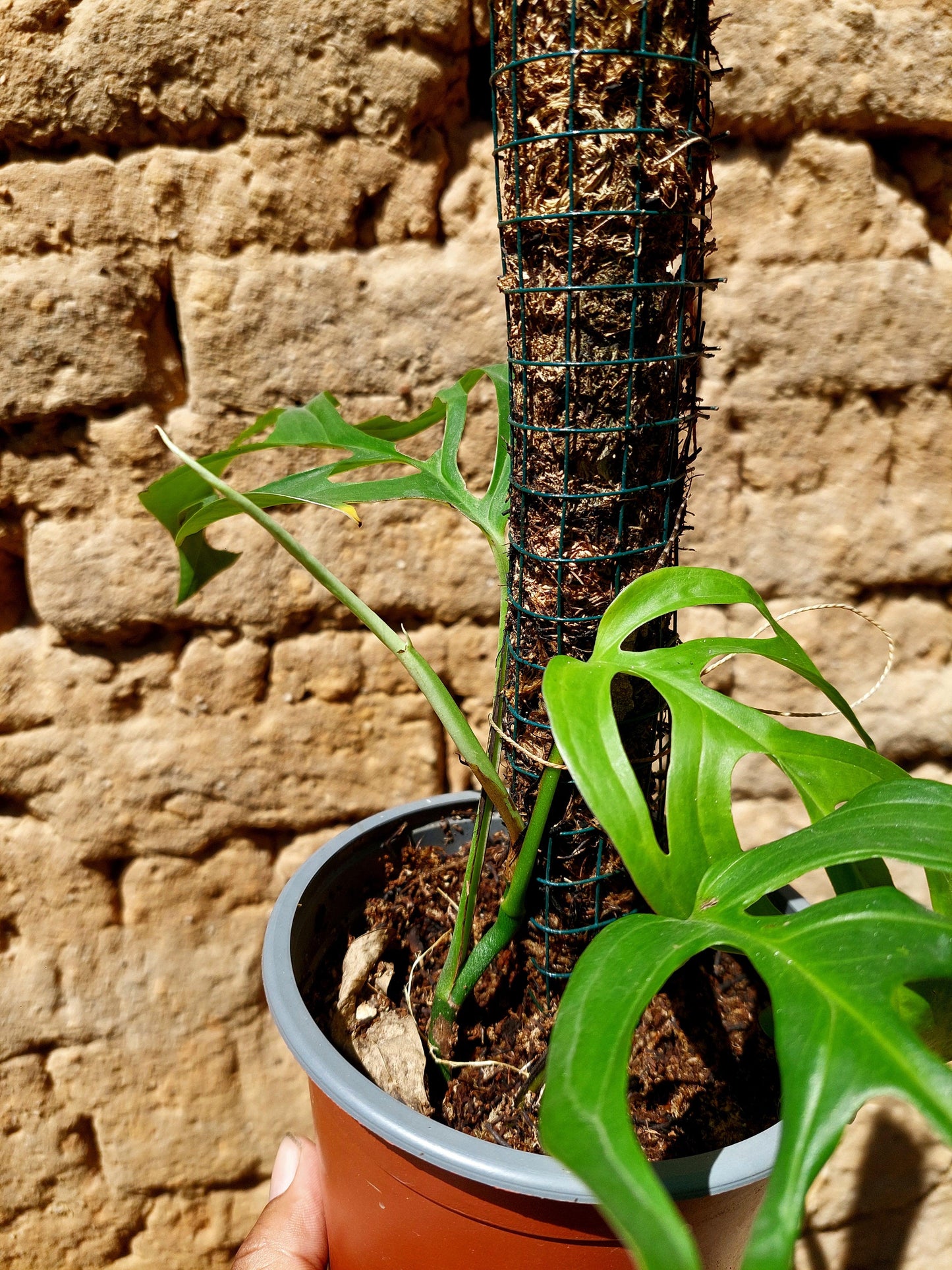 Monstera Filamentous Peru Wild Ecoype (EXACT PLANT)