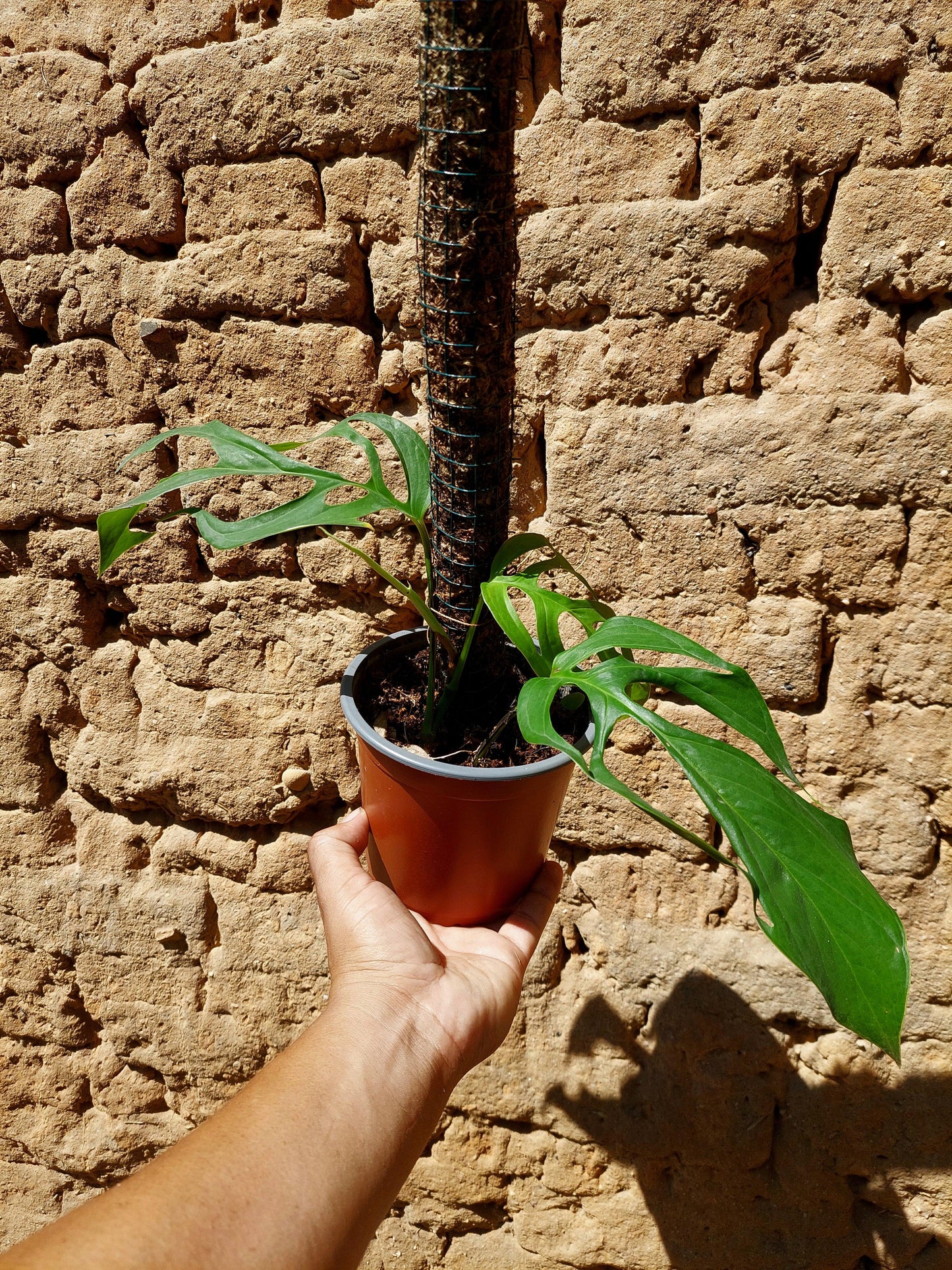 Monstera Filamentous Peru Wild Ecoype (EXACT PLANT)