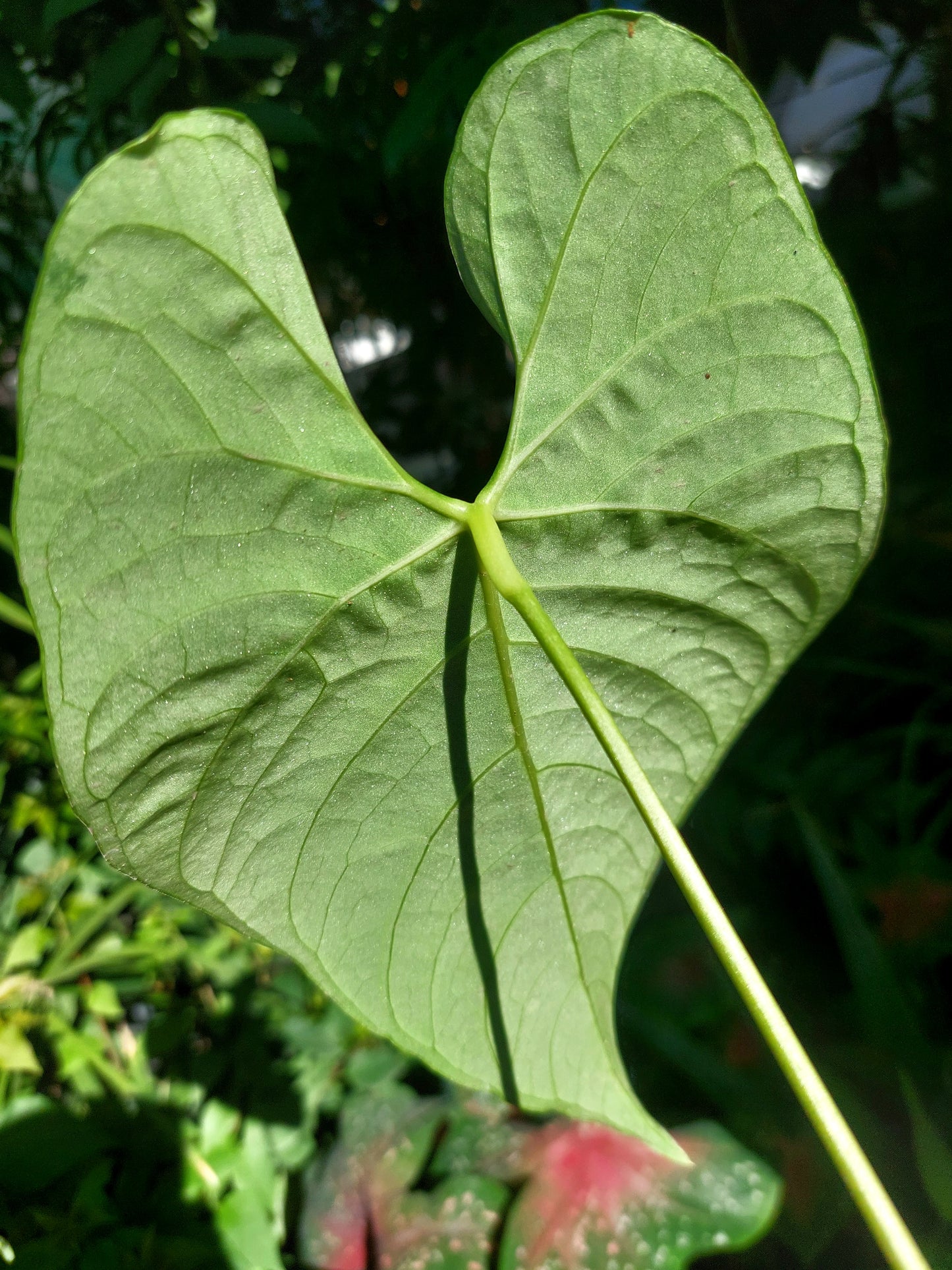 Anthurium sp. 'Huanuquense Velvet' A0197 (EXACT PLANT)