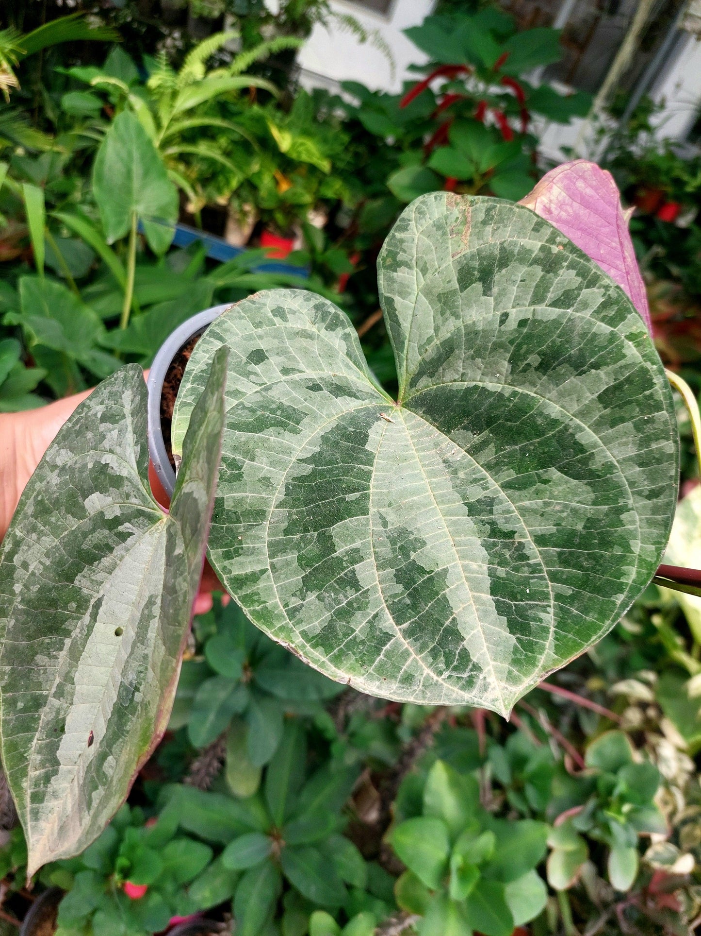 Dioscorea Discolor 'Military Camo' BIG PLANT Peru ecotype (EXACT PLANT)