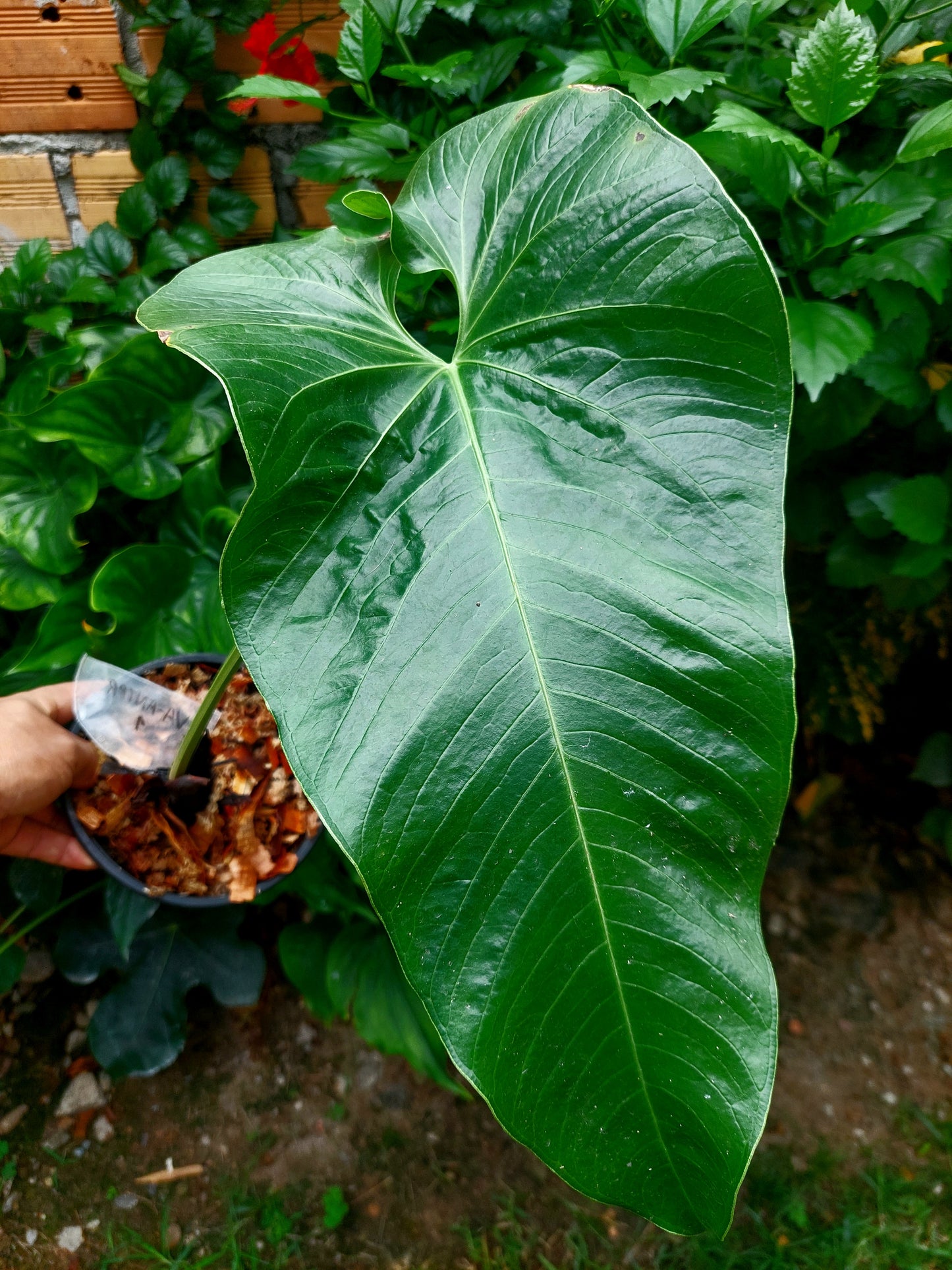 Anthurium sp. "Dragon´s Flame" BIG PLANT(EXACT PLANT)