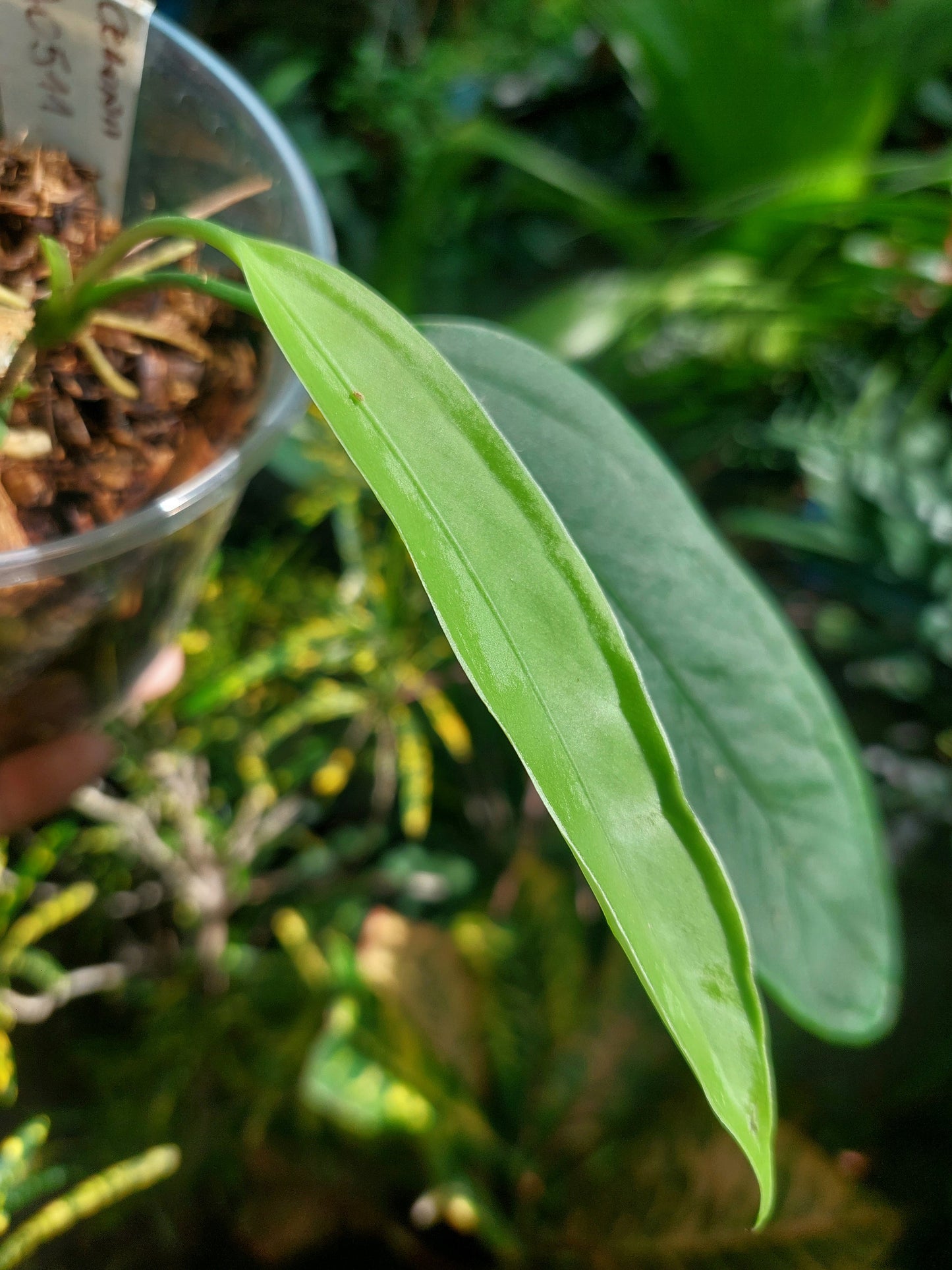 Anthurium Ceronii Wild Ecotype 3 Leaves (EXACT PLANT)