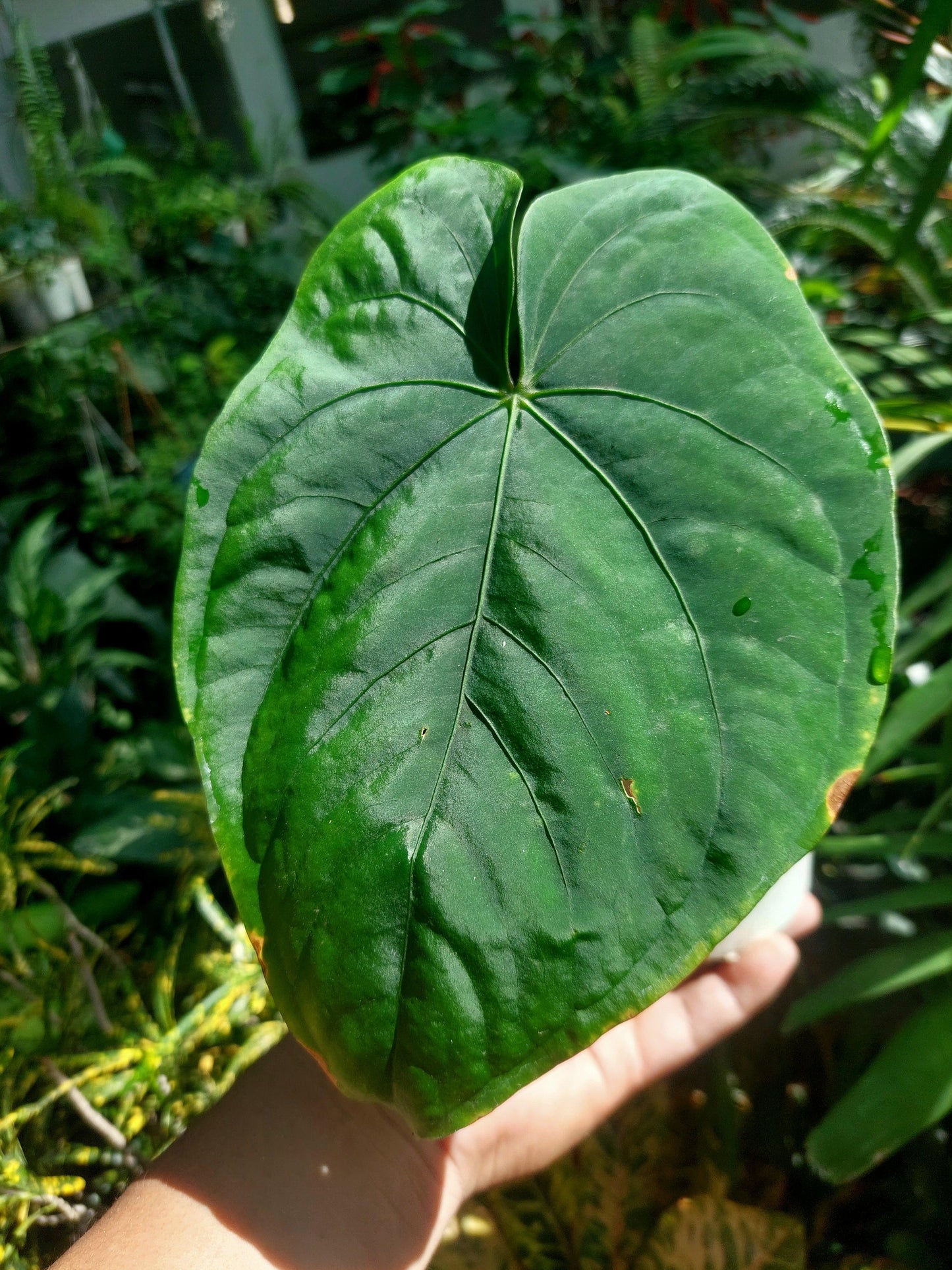 Anthurium Dressleri 'San Blas' Wild Ecotype BIG PLANT (EXACT PLANT)
