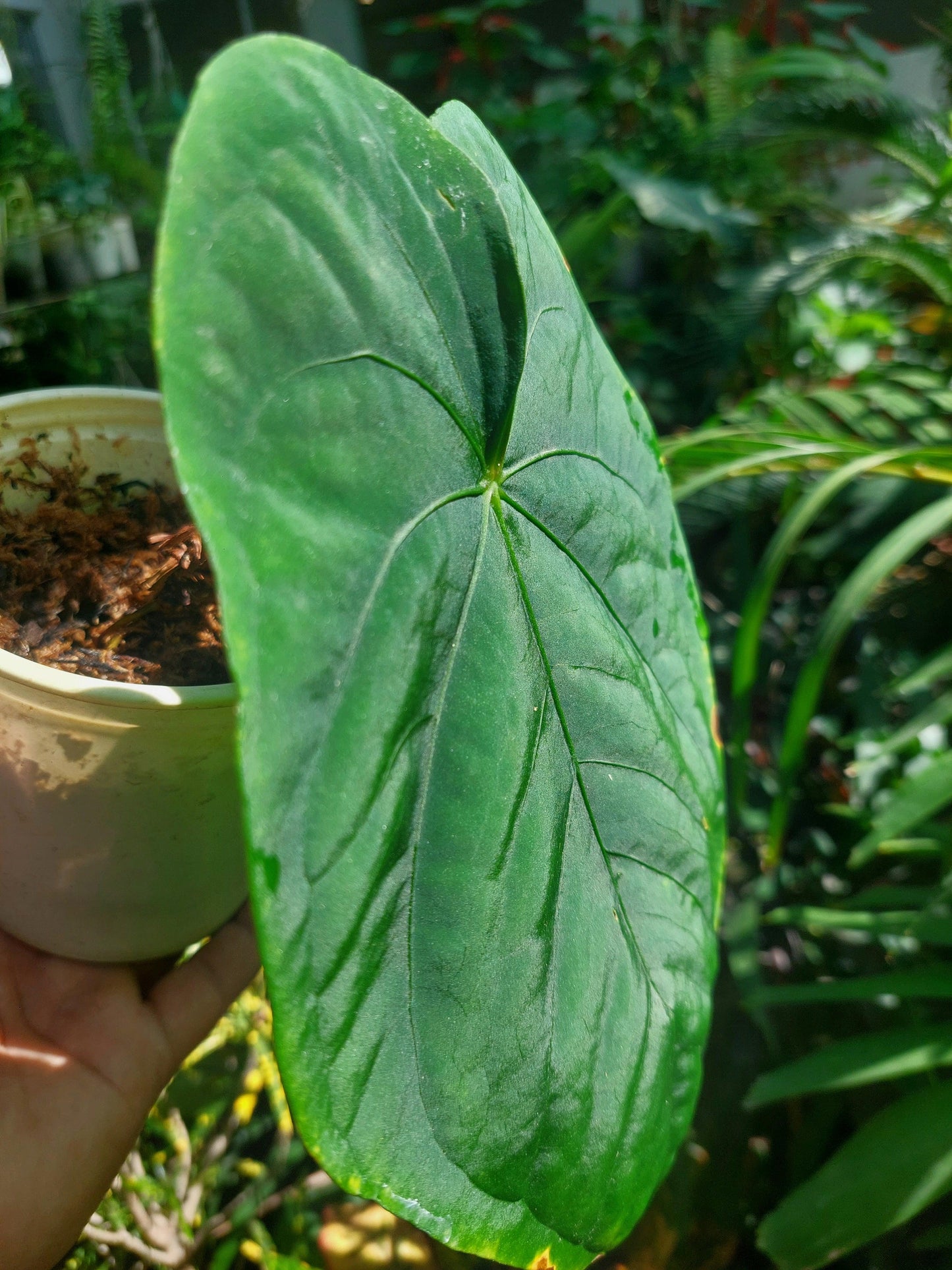 Anthurium Dressleri 'San Blas' Wild Ecotype BIG PLANT (EXACT PLANT)