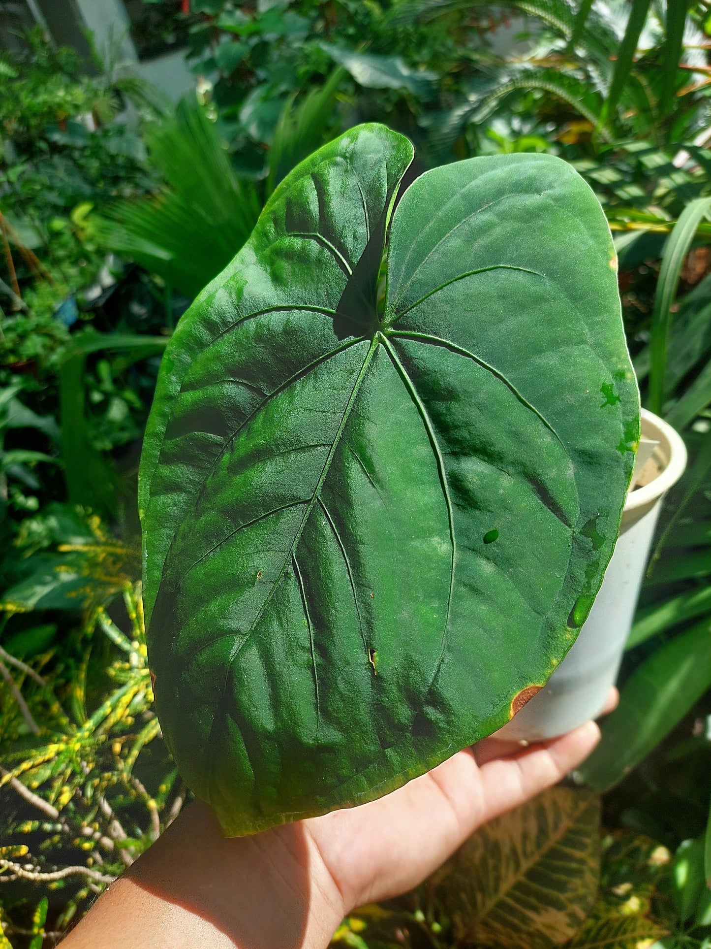 Anthurium Dressleri 'San Blas' Wild Ecotype BIG PLANT (EXACT PLANT)
