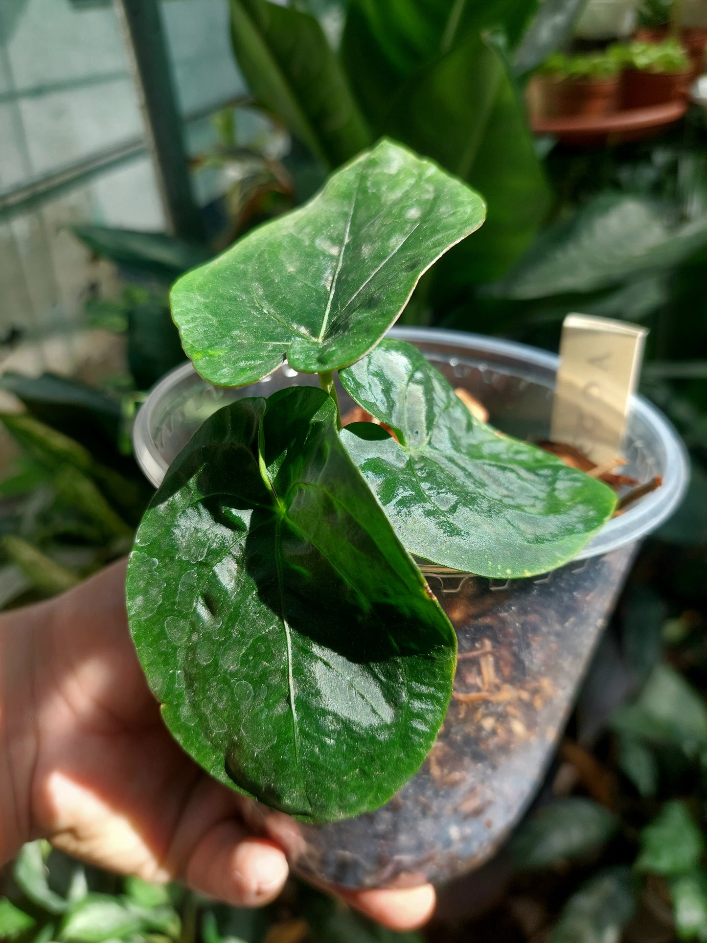 Anthurium Dressleri "Rio Guanche" Wild Ecotype 3 Leaves (EXACT PLANT)