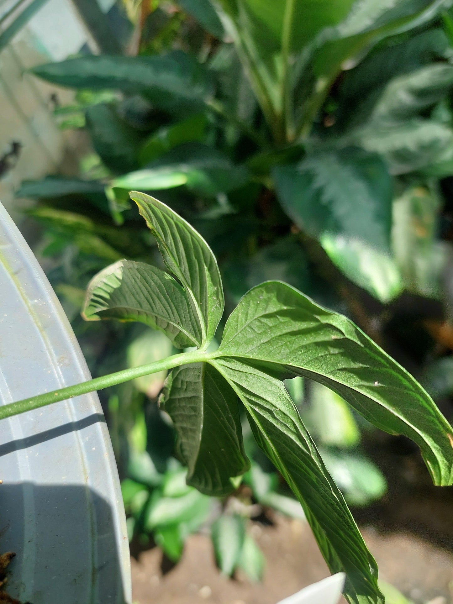 Anthurium Prodoense Croat Small Size (EXACT PLANT)
