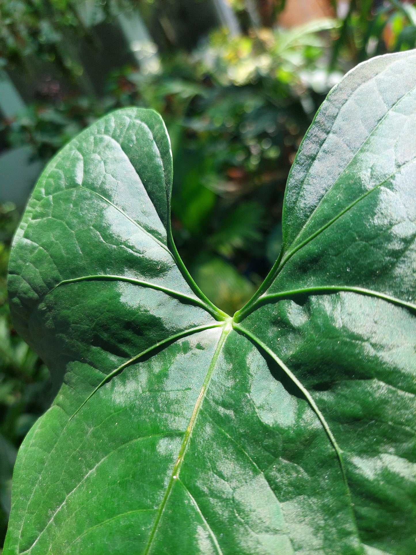 Anthurium sp. 'Peru Dark' Wild Ecotype (EXACT PLANT)