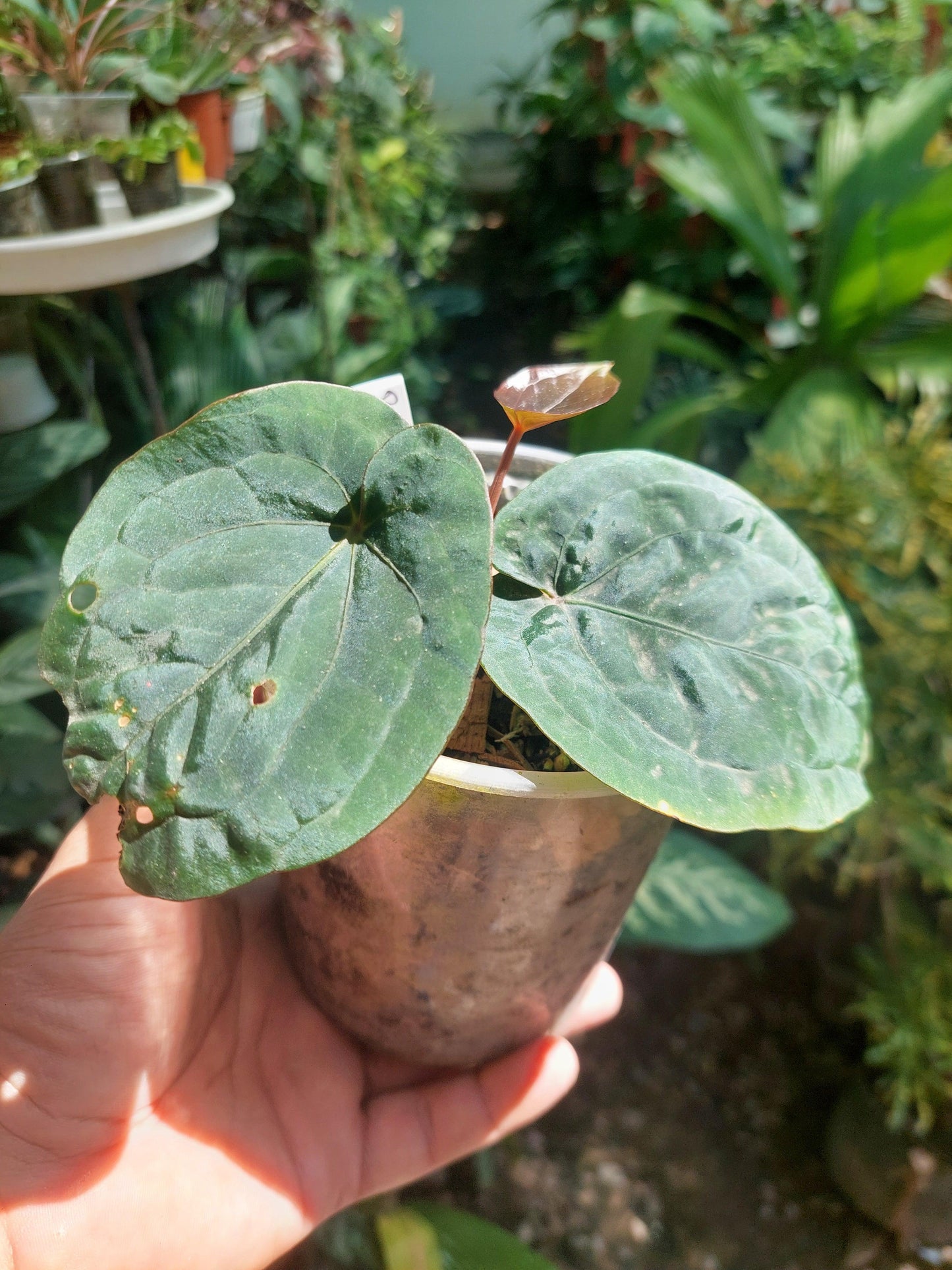 Anthurium Dressleri "Bocas del Toro" Wild Ecotype with 3 Leaves (EXACT PLANT)