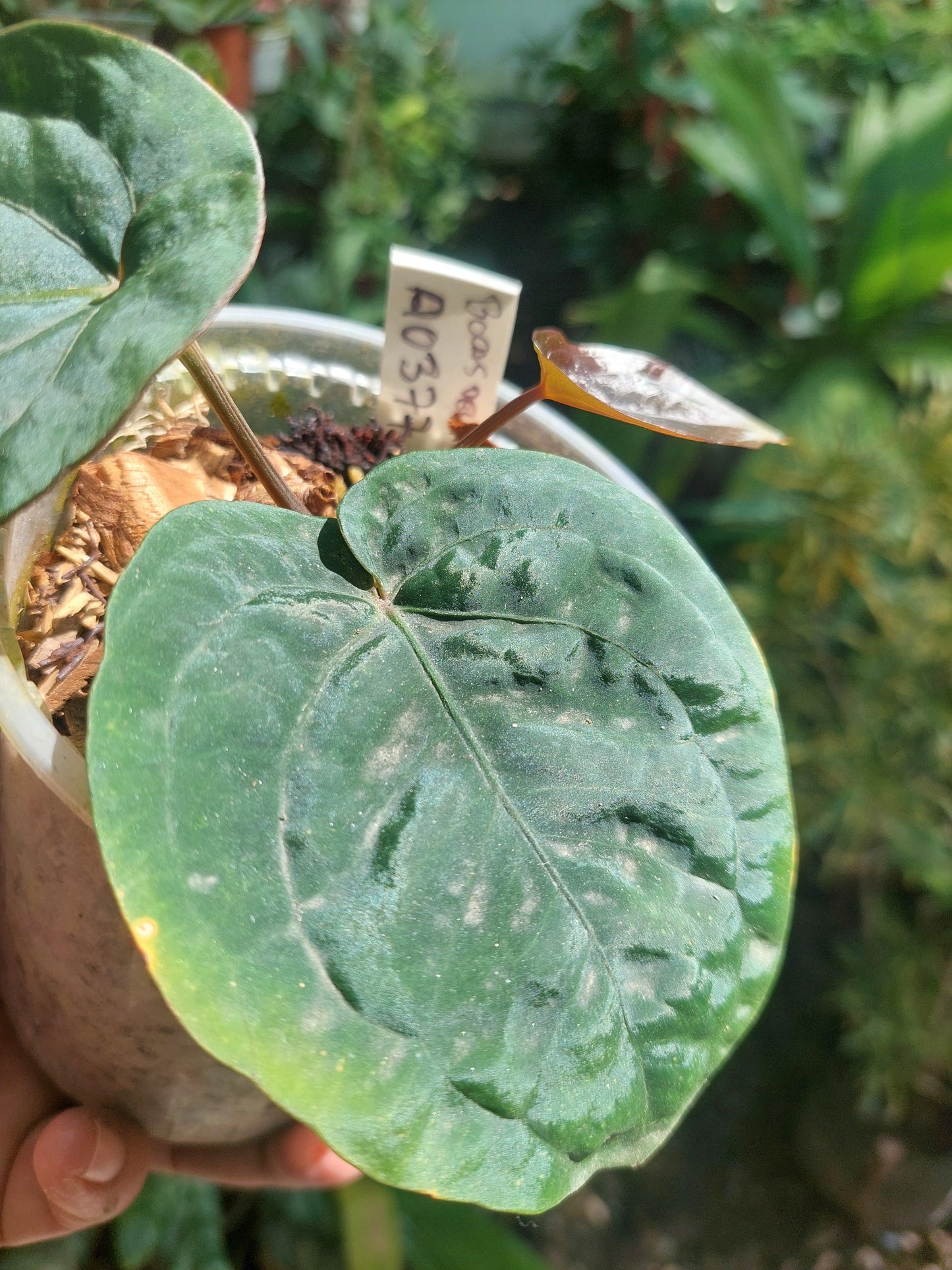 Anthurium Dressleri "Bocas del Toro" Wild Ecotype with 3 Leaves (EXACT PLANT)