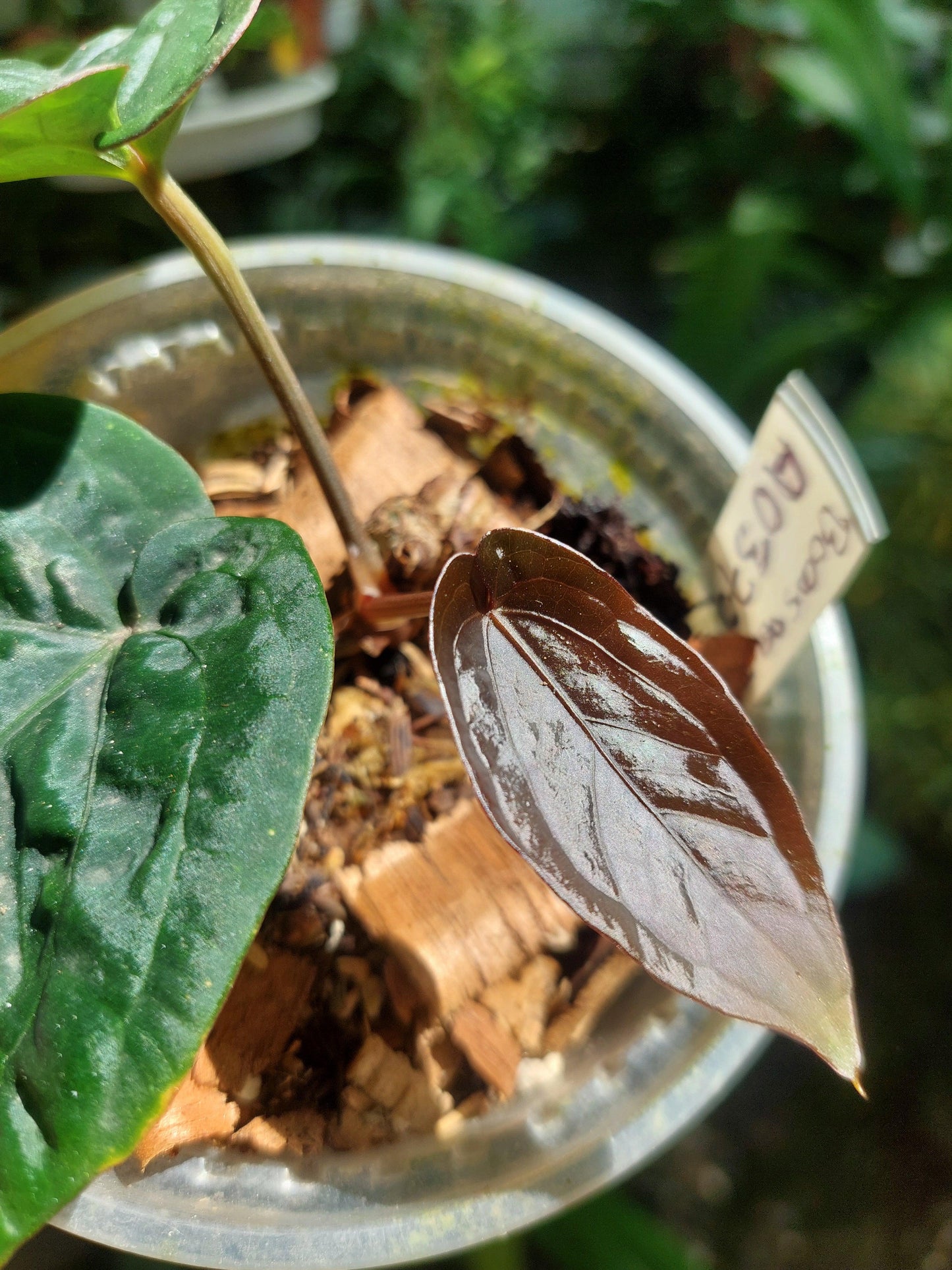 Anthurium Dressleri "Bocas del Toro" Wild Ecotype with 3 Leaves (EXACT PLANT)