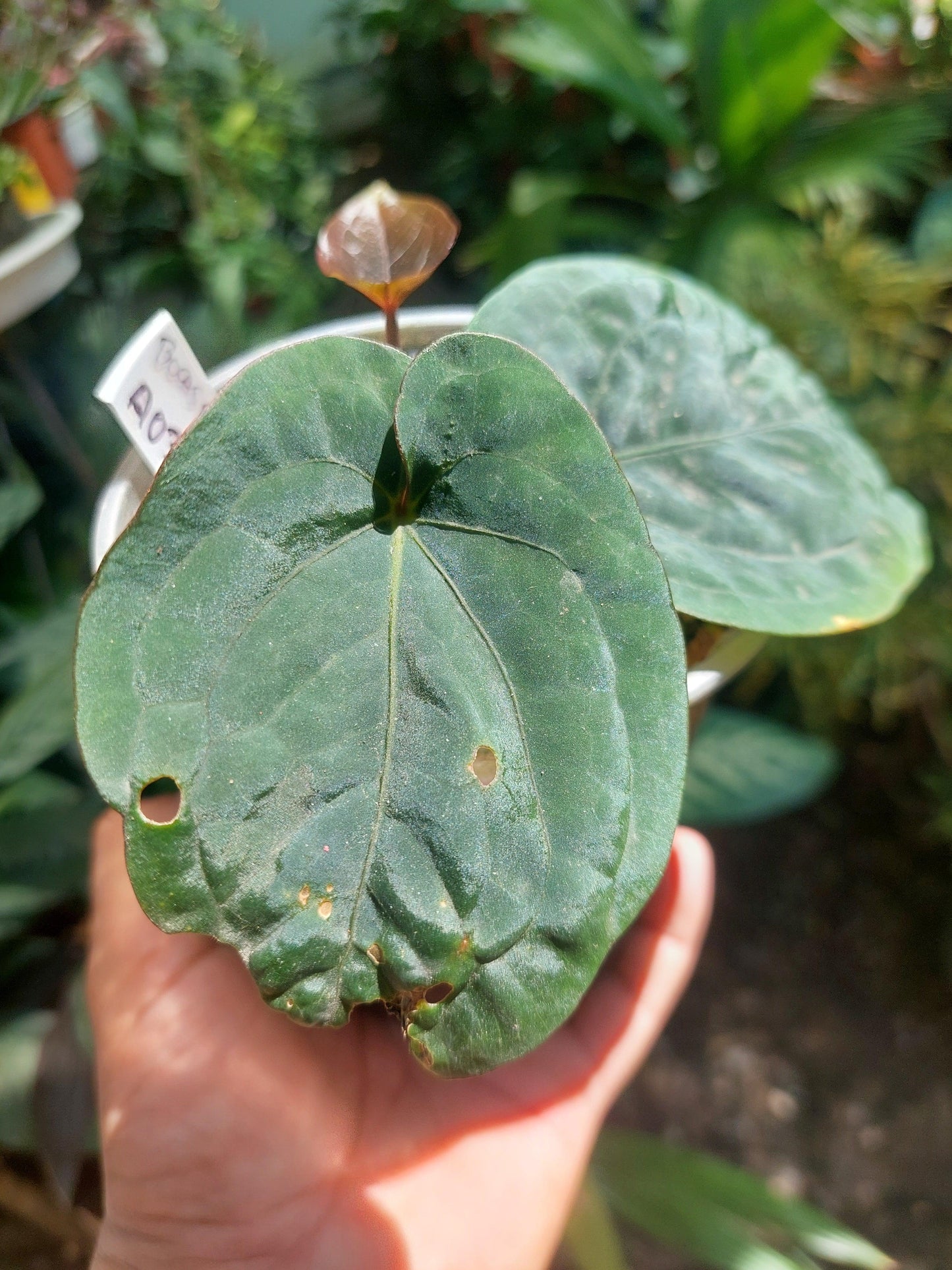 Anthurium Dressleri "Bocas del Toro" Wild Ecotype with 3 Leaves (EXACT PLANT)