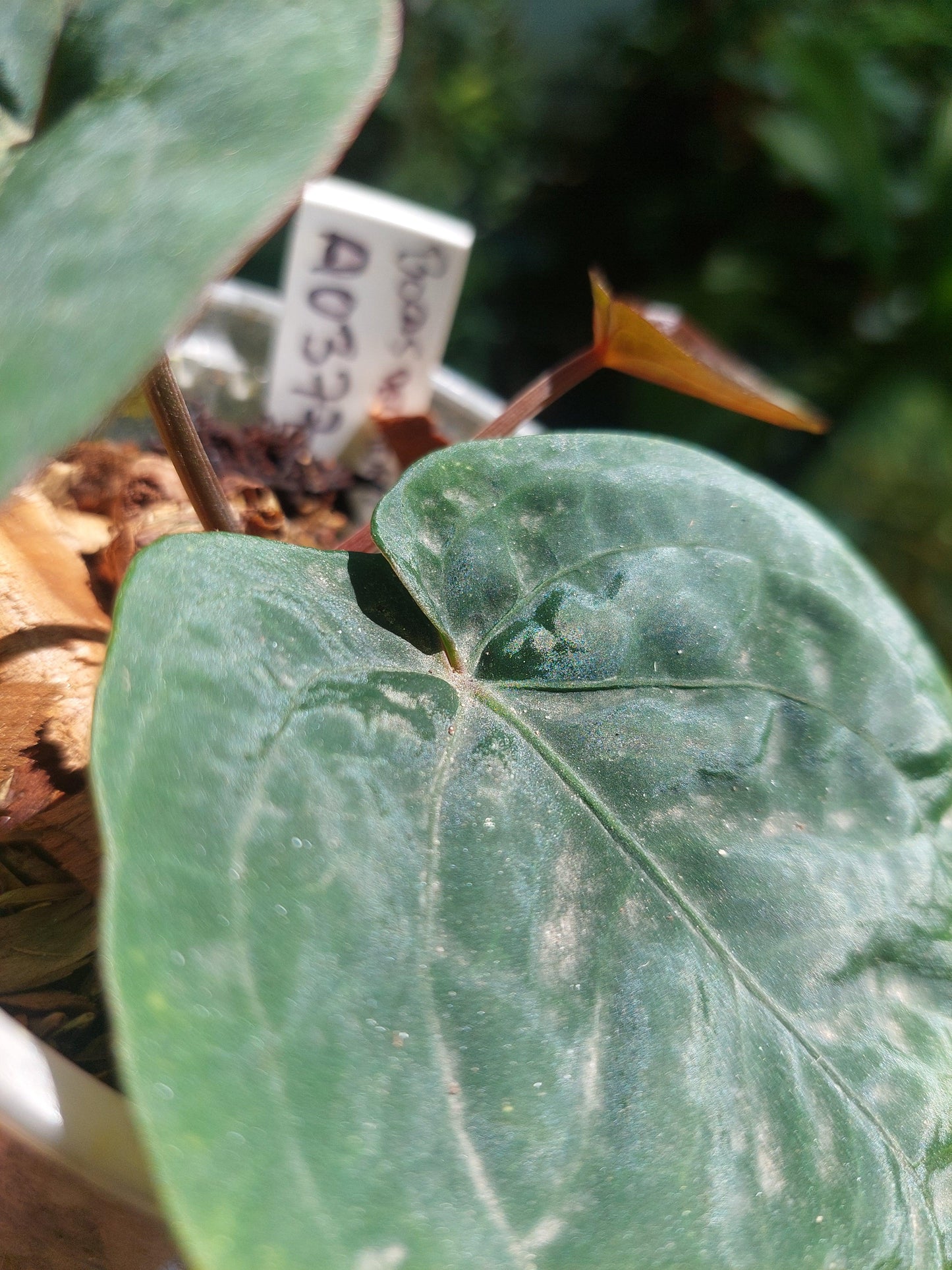 Anthurium Dressleri "Bocas del Toro" Wild Ecotype with 3 Leaves (EXACT PLANT)