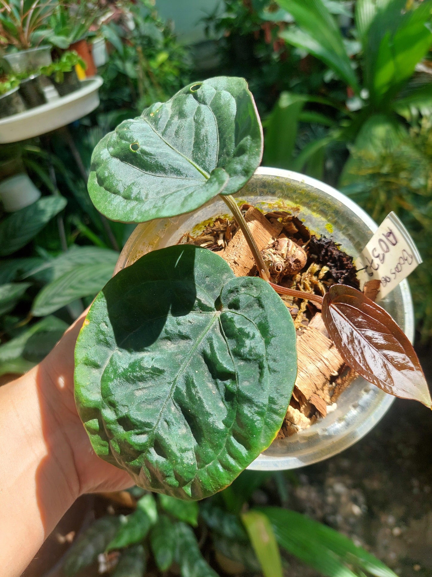 Anthurium Dressleri "Bocas del Toro" Wild Ecotype with 3 Leaves (EXACT PLANT)