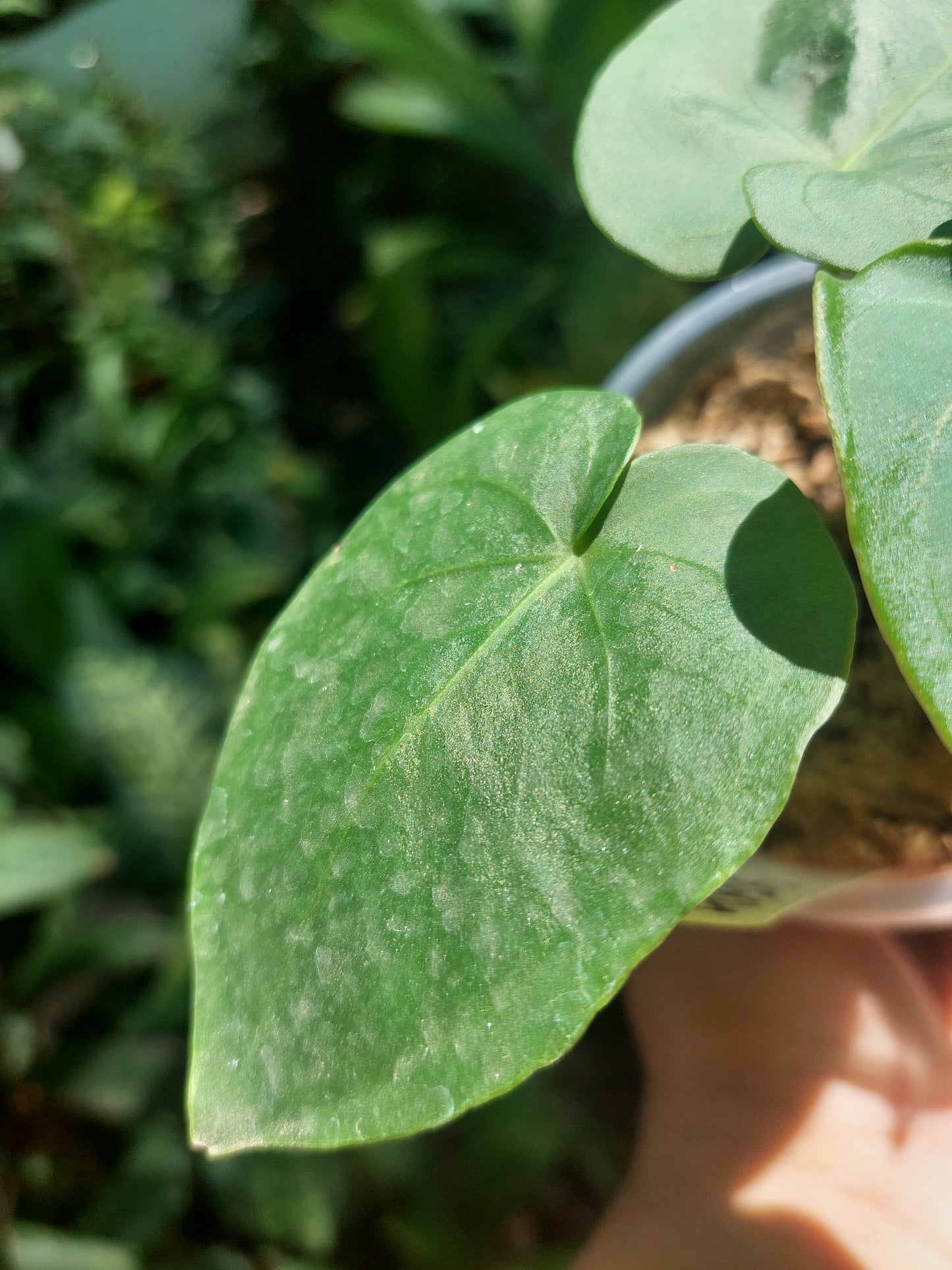 Anthurium sp. "Lush Mountain" Wild Ecotype Small Size 3 Leaves (EXACT PLANT)