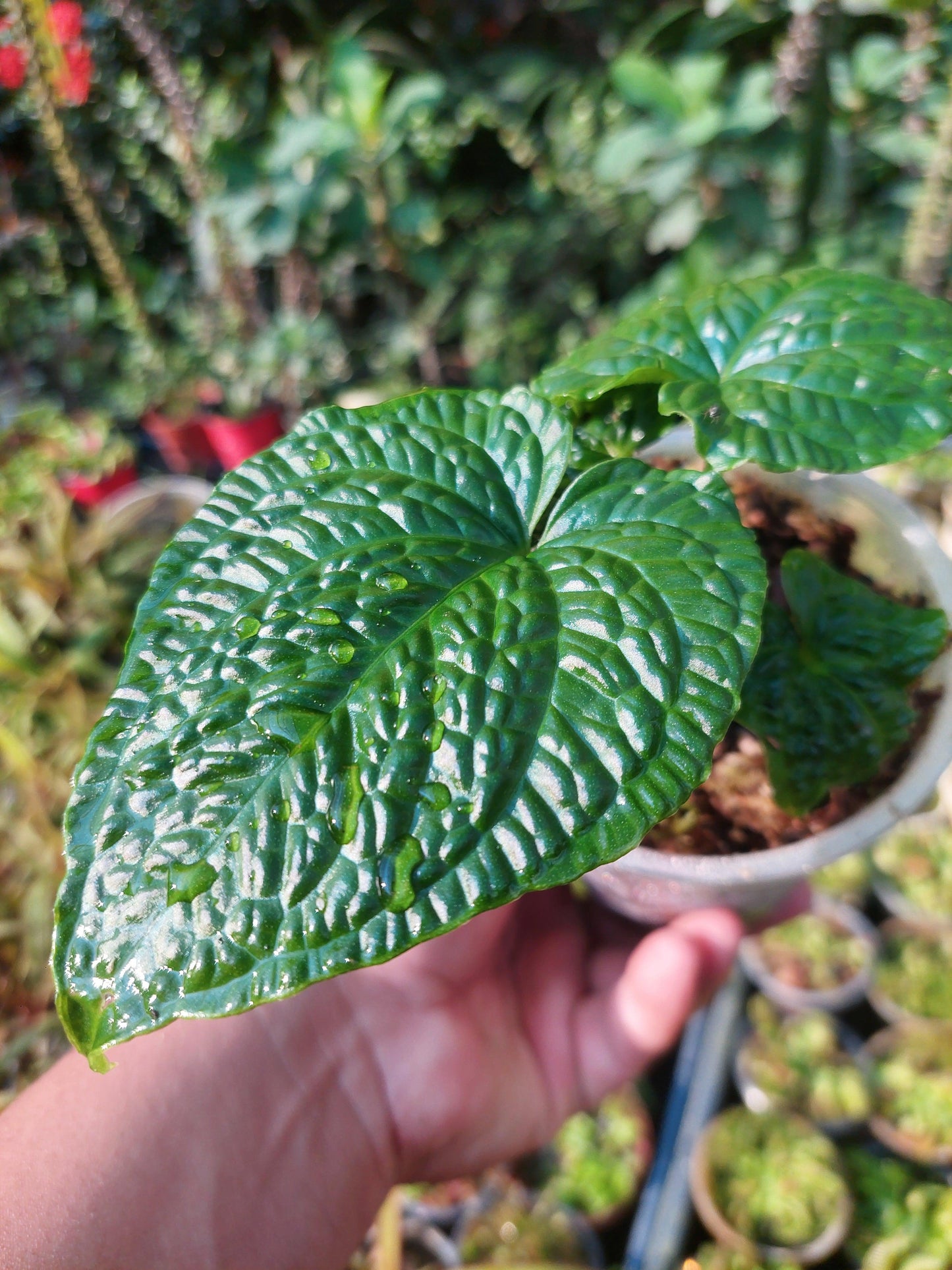 Anthurium Splendidum with 4 Leaves (EXACT PLANT)