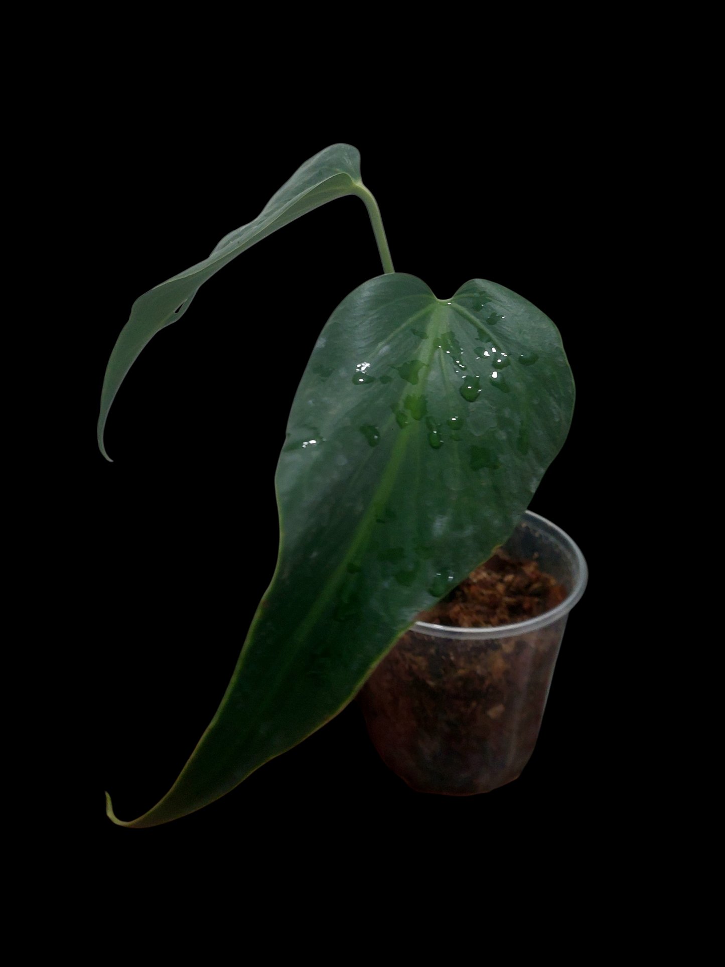 Monstera Burle Marx Flame (EXACT PLANT)