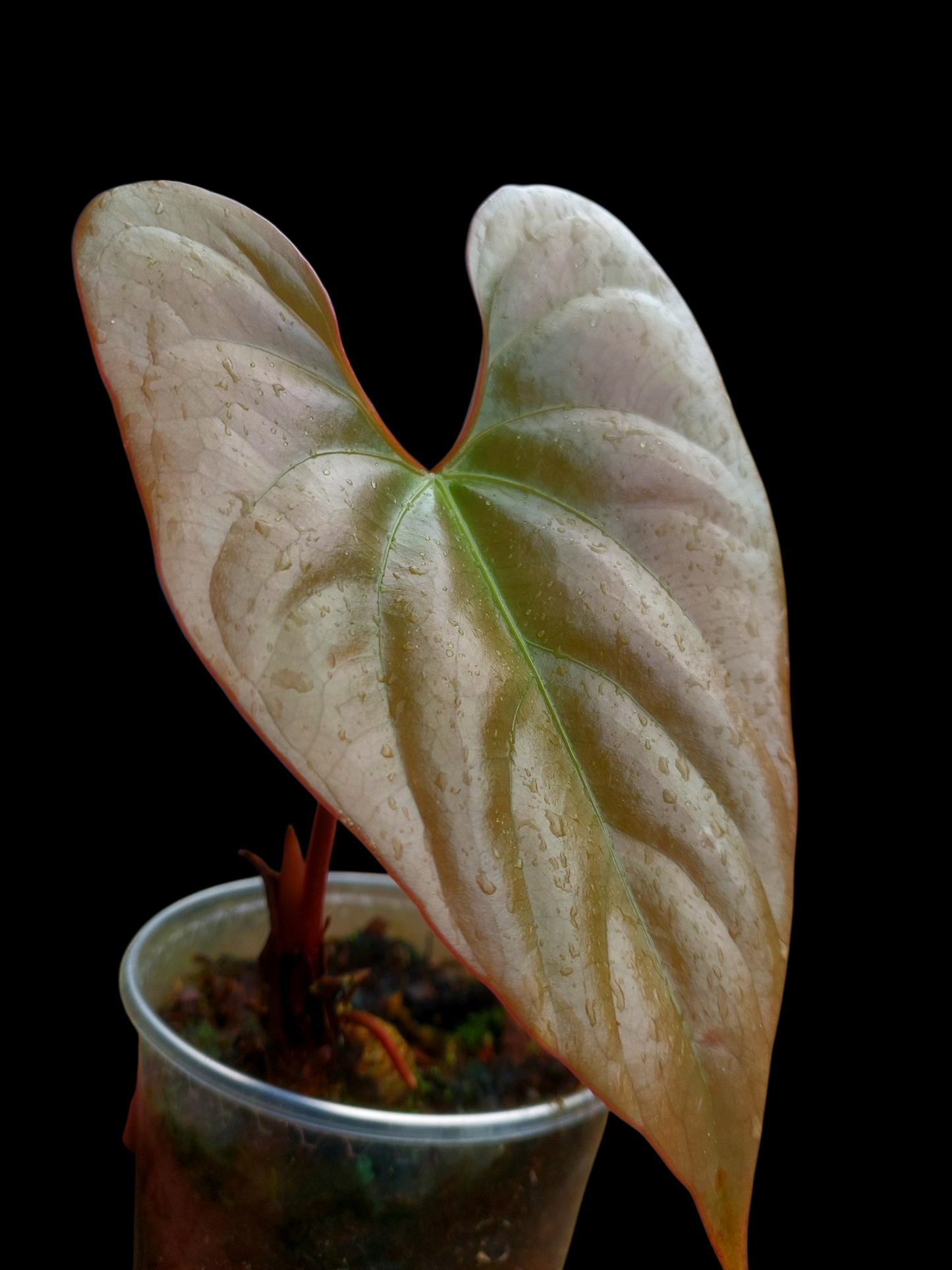Anthurium sp. "Silver Peru" Rose Gold Emerging Leaf (EXACT PLANT)