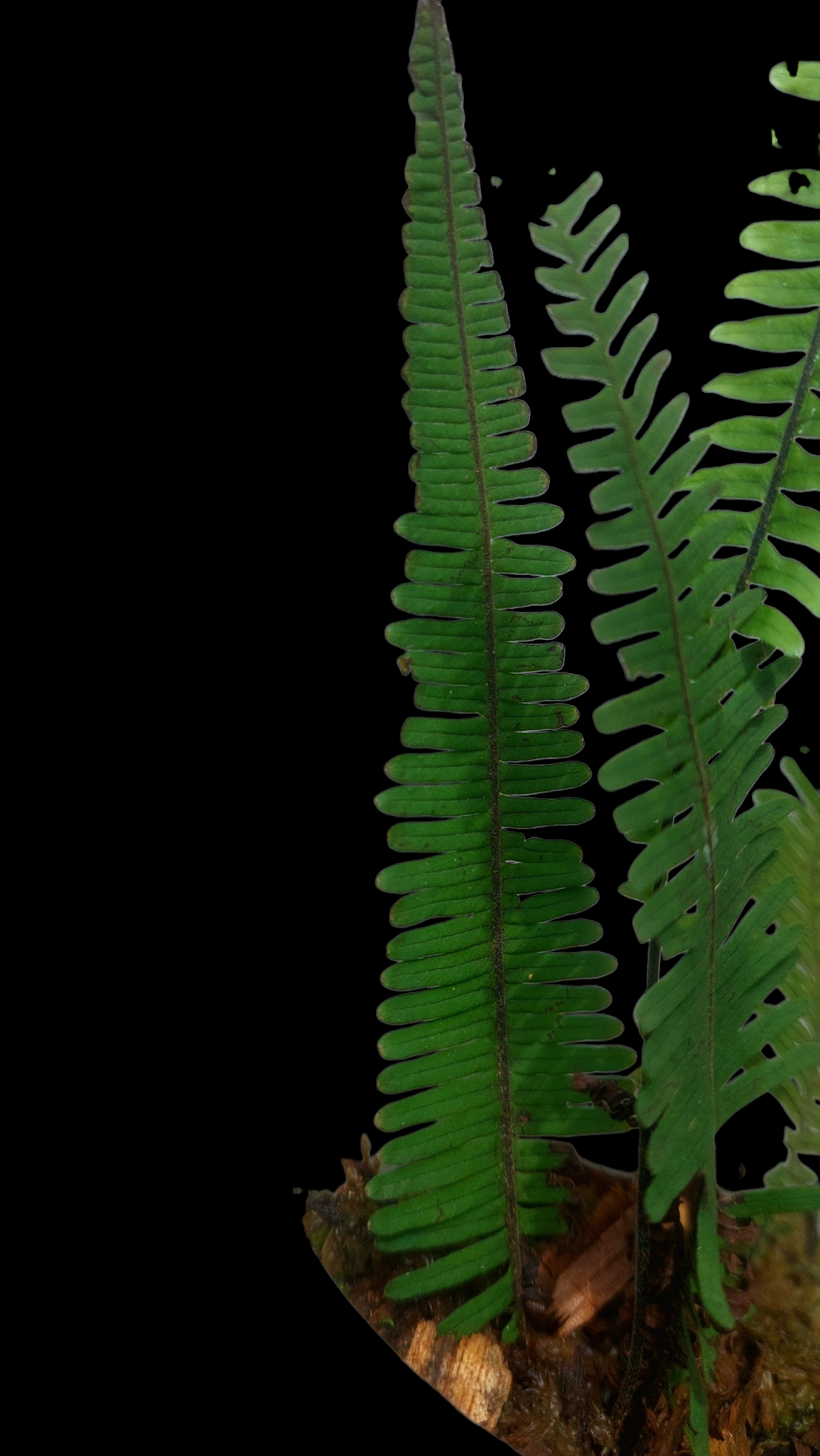 Pecluma aff. Filicula 'Tarapoto' Wild Ecotype (EXACT PLANT)
