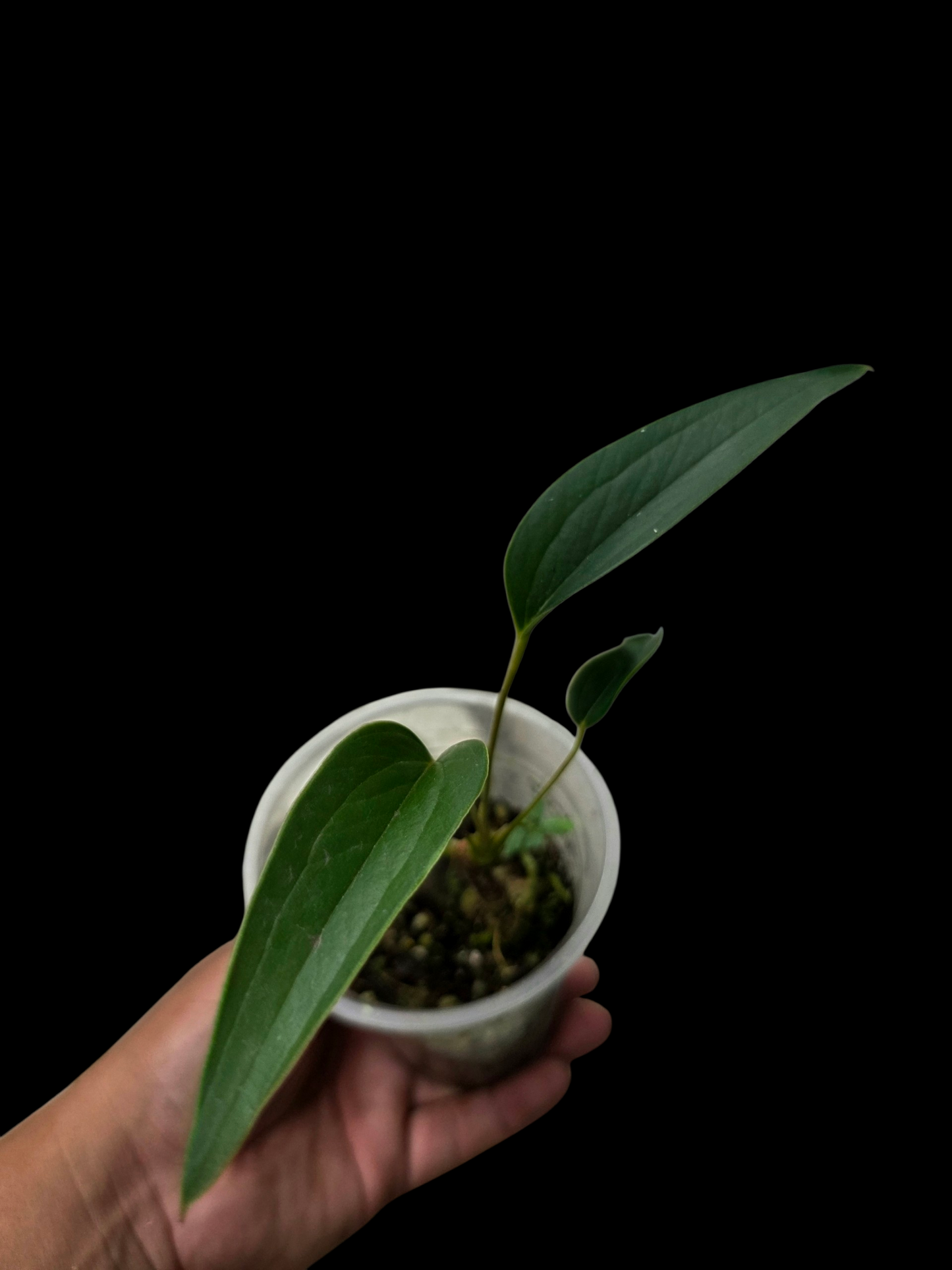 Anthurium sp. 'Indian arrow' Small Size (EXACT PLANT)