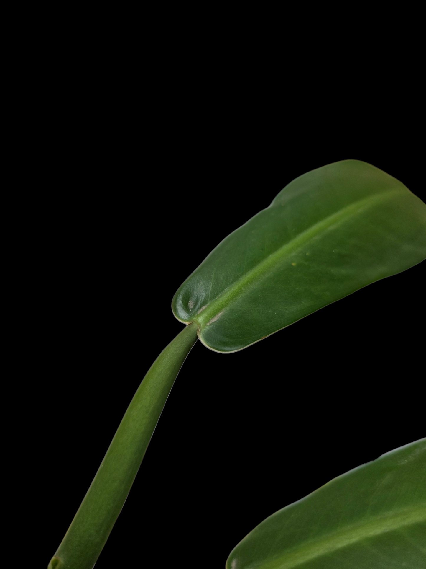 Philodendron sp. aff. Ruizii Peru Ecotype (EXACT PLANT)
